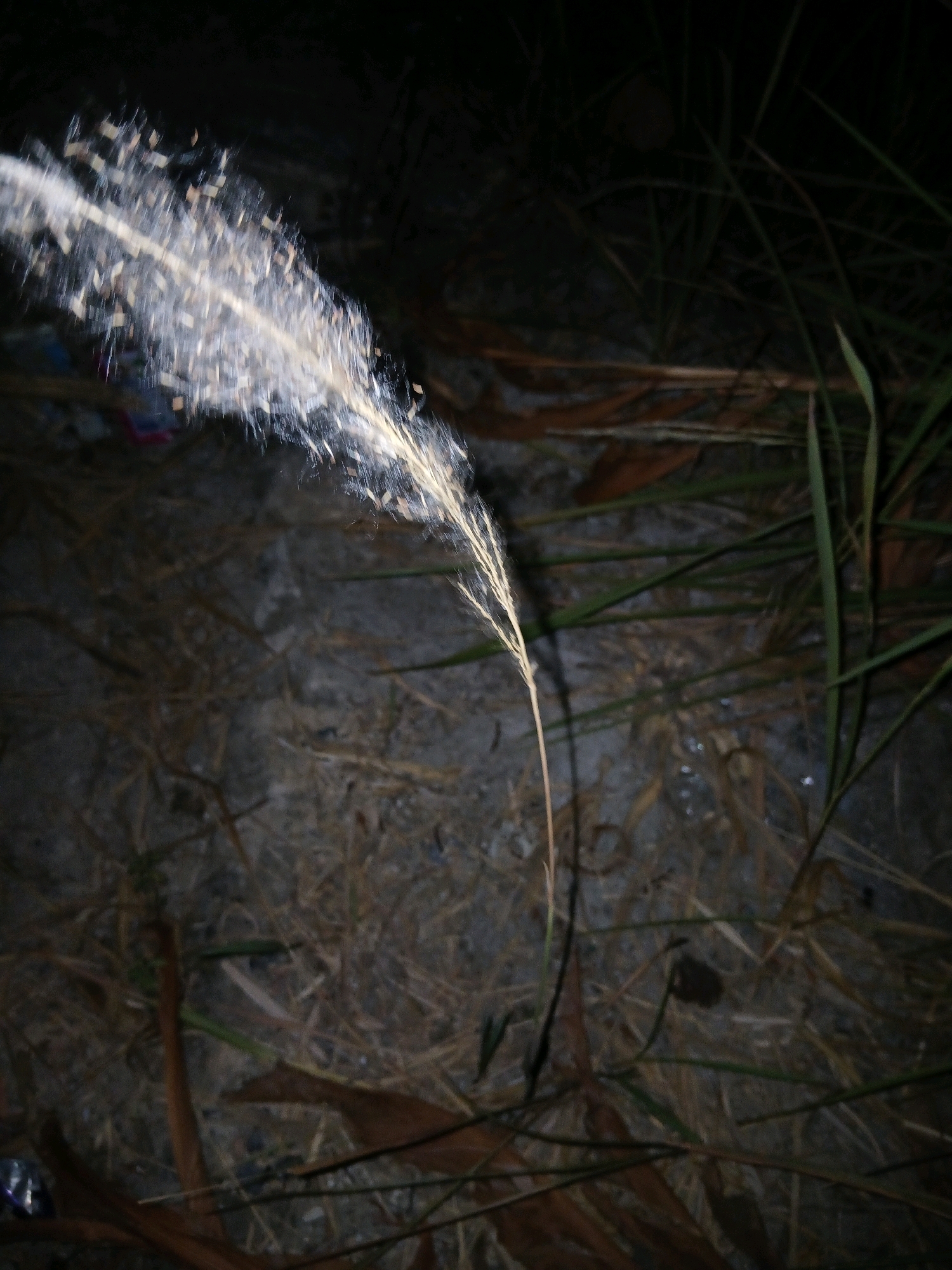 The image depicts a close-up, low-angle view of a feathery grass seed head, likely *Imperata cylindrica* (alang-alang or cogon grass), set against a dark, out-of-focus background. The seed head, illuminated by a bright light source from the left, appears to be in the process of dispersing its seeds, creating a wispy, ethereal effect. The seeds are small, fluffy, and white, with some darker particles scattered among them.
The ground beneath the grass is covered in a mixture of dry, light-brown grass clippings and darker, possibly wet or muddy soil. Scattered throughout are several dry, brown leaves, likely from the same grass species or other surrounding vegetation. In the lower left portion of the image, a small piece of what appears to be discarded plastic packaging, possibly a wrapper or bag with pink and blue elements, is visible, suggesting the location may be near a populated area or a place where litter accumulates. Green blades of grass are visible in the background and foreground, some sharp and defined, others blurred.
The overall lighting suggests the photo was taken at night or in a very dimly lit environment, with artificial light highlighting the seed head. The scene is consistent with an area in or around Pangkalpinang, Indonesia, where *Imperata cylindrica* is a common and widespread plant, often found in open fields, roadsides, and disturbed areas. The presence of litter also aligns with common environmental conditions in urban and semi-urban areas. No people are visible in the image.