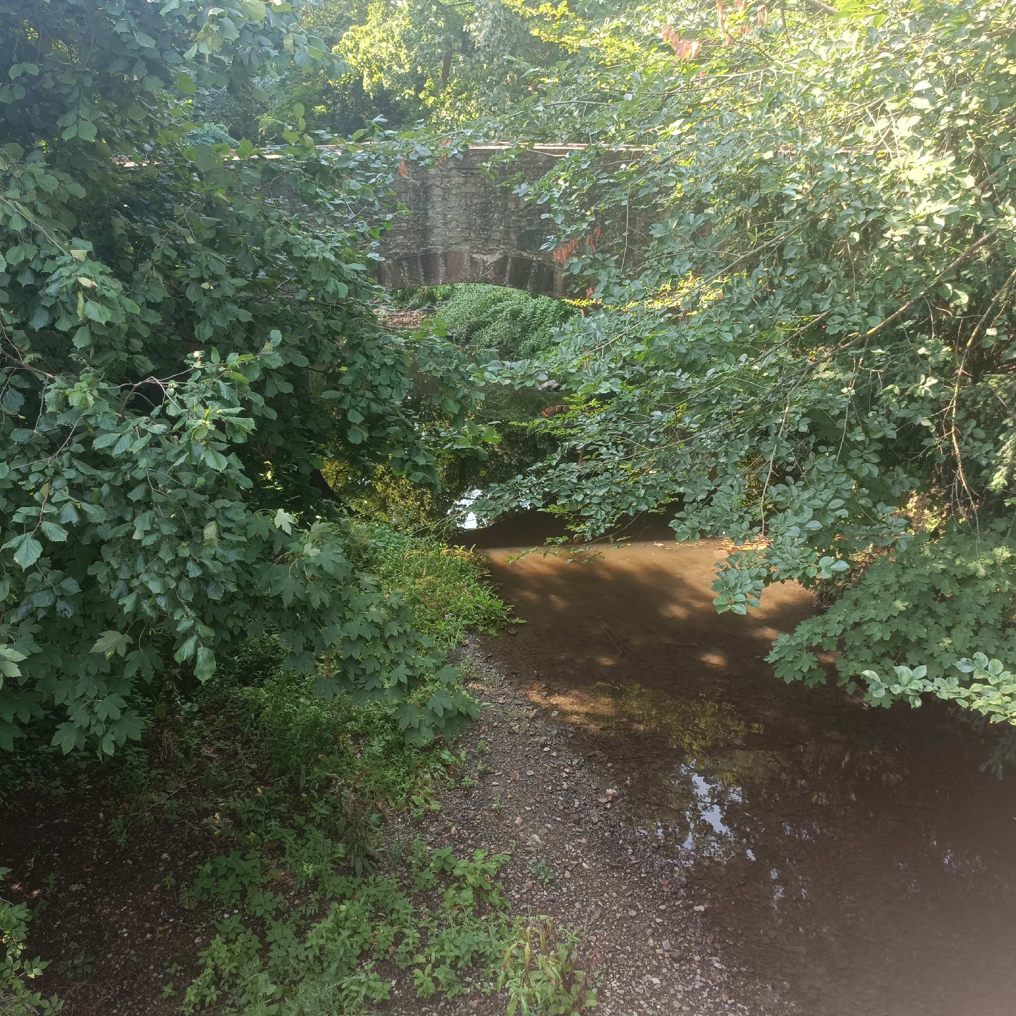 This is an outdoor, high-angle, eye-level shot of a small, stone arch bridge overgrown with green foliage, spanning a narrow, shallow stream. The stream bed is covered with small, gray and brown stones, and the water is murky brown, reflecting the surrounding trees and sky. Lush green leaves and branches of various trees and plants frame the scene, with sunlight filtering through them, creating dappled shadows on the water and ground. The bridge itself appears old and weathered, constructed from rough-hewn stone blocks. The setting suggests a natural, somewhat secluded area, possibly a park or wooded area within the city of Bad Nauheim, Germany. There are no people or animals visible in the image.
