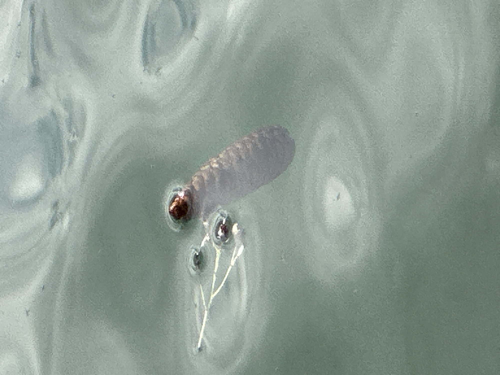 A close-up, overhead shot shows a cluster of water striders resting on the surface of greenish-grey water. One strider's legs are extended, creating ripples. To the right, a dark, segmented object, possibly a seed pod or insect casing, floats with a reddish-brown top partially submerged. The overall scene is tranquil, suggesting a natural, outdoor environment.