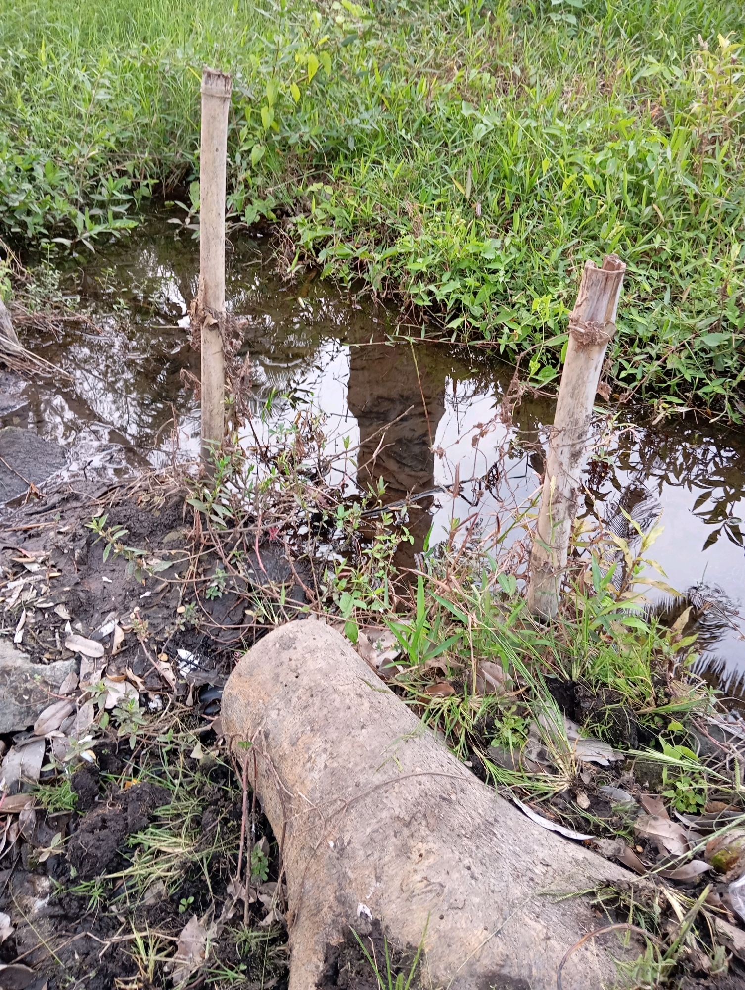 The image depicts a natural scene at the edge of a body of water, possibly a canal or stream, in Sememu, Indonesia. The foreground is dominated by a fallen tree trunk lying horizontally across the bottom of the frame. The trunk is rough and appears weathered, with visible bark textures. Adjacent to the trunk, the ground is muddy and uneven, covered with dried leaves, small green plants, and some debris.
Two weathered bamboo poles stand vertically near the water's edge. The poles are rough and appear to be partially embedded in the ground. One pole is to the left of center, and the other is to the right of center, closer to the background. Both poles show signs of wear and tear, with frayed ends and some attached vines or roots.
The water itself is dark and reflects the surrounding vegetation and sky, creating a mirror-like effect. The water is bordered by lush green grass and various small plants growing densely along the bank. The vegetation appears wild and untamed, characteristic of a natural or semi-natural environment. The overall impression is one of a rural or undeveloped area within Sememu, Indonesia, with a focus on the natural landscape elements. There are no people or any discernible human activity visible in the image.