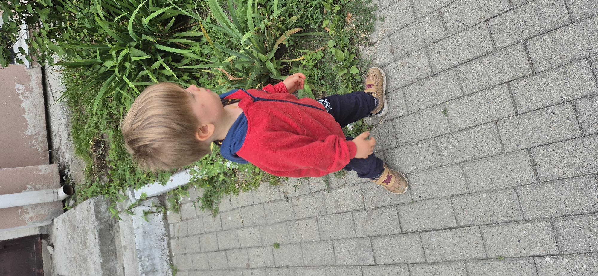 An exterior medium shot shows a young boy walking on a paved sidewalk beside a patch of green plants. The boy, facing to the right of the frame, is wearing a red hooded jacket with a blue collar and dark blue pants. His light brown hair is styled in a short, choppy cut. His shoes are tan with maroon accents. He is walking towards the right side of the frame, with his right leg forward. The sidewalk is made of gray rectangular pavers. To the right of the sidewalk, there are tall green plants with sword-like leaves. To the left of the sidewalk, there are concrete steps leading up to a building with pink and beige walls. A white downspout is visible near the steps. The ground is mostly paved, with some areas of dirt and grass.