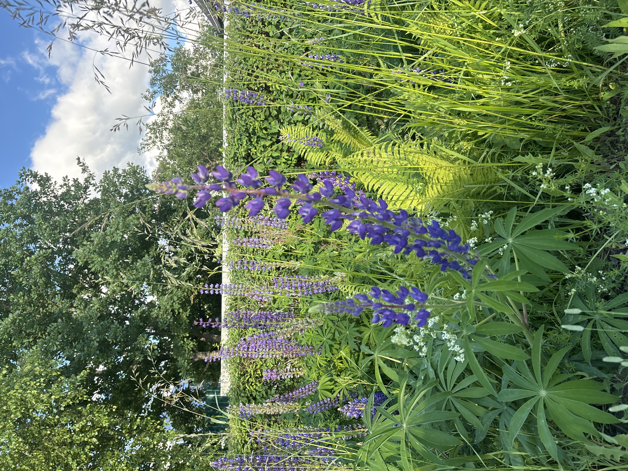 The image depicts a lush garden in the city of Мещёры, Russia, bathed in the warm light of a sunny day. In the foreground, tall, vibrant purple lupine flowers stand out against a backdrop of green foliage. Various other plants, including ferns and grasses, add texture and depth to the scene. The lush green hedge in the middle ground suggests a well-maintained garden border. In the background, large, leafy trees provide a natural canopy, and a glimpse of a white fence hints at the property line. The sky above is a brilliant blue, dotted with fluffy white clouds, indicating fair weather. No people are visible in the image.
