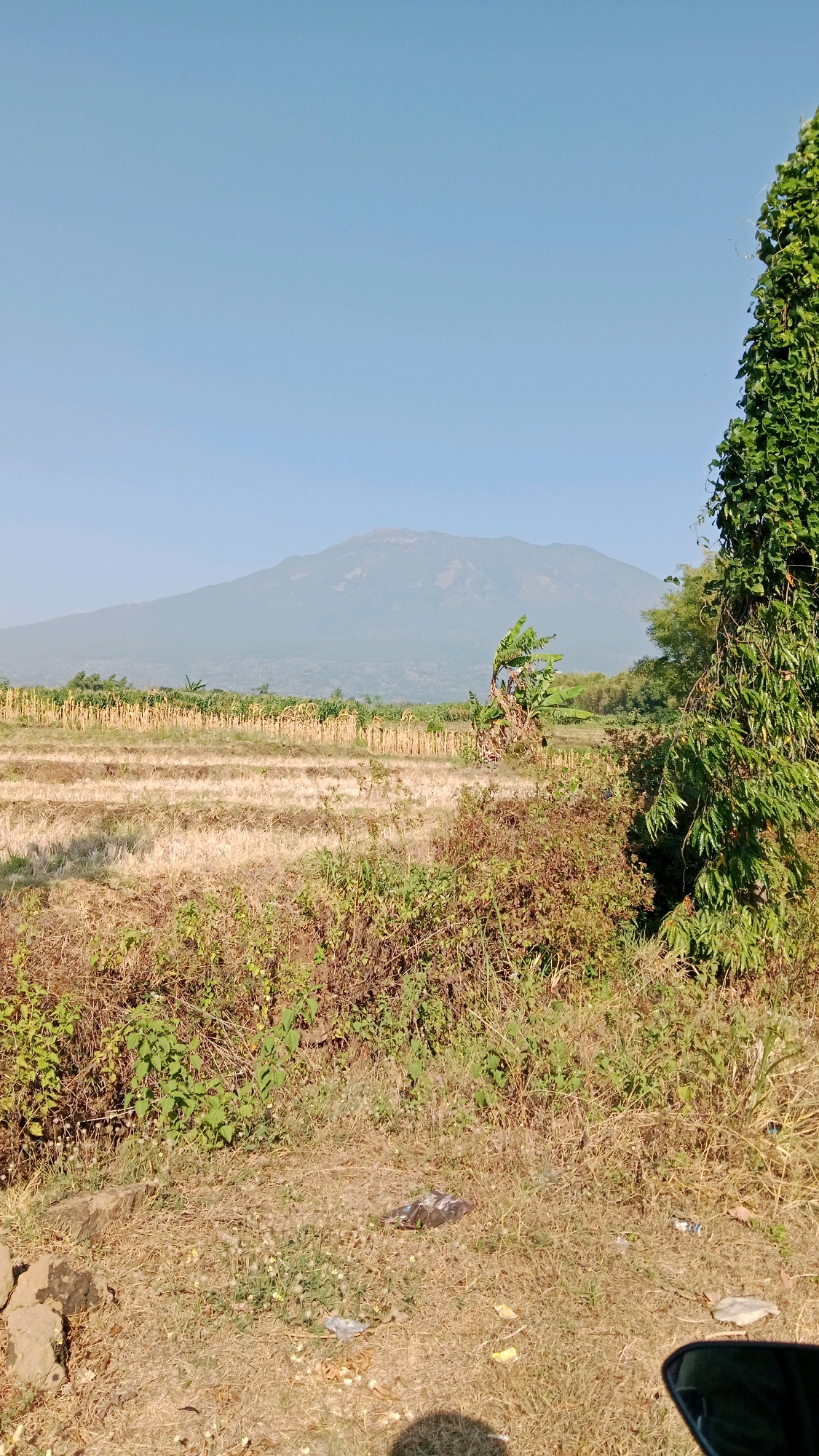 This is a vertical, eye-level, outdoor photograph taken during the day in the city of Wide, Indonesia. The image features a rural landscape with a prominent mountain in the background under a clear, light blue sky. In the mid-ground, there is a harvested field of dry, golden stalks, likely corn, with some green banana trees and other vegetation scattered around. The foreground is filled with dry grass and bushes, with a hint of a dark object, possibly a motorcycle, in the lower right corner. There are a few pieces of litter visible on the ground in the foreground. The overall scene depicts a peaceful, natural environment with agricultural elements.