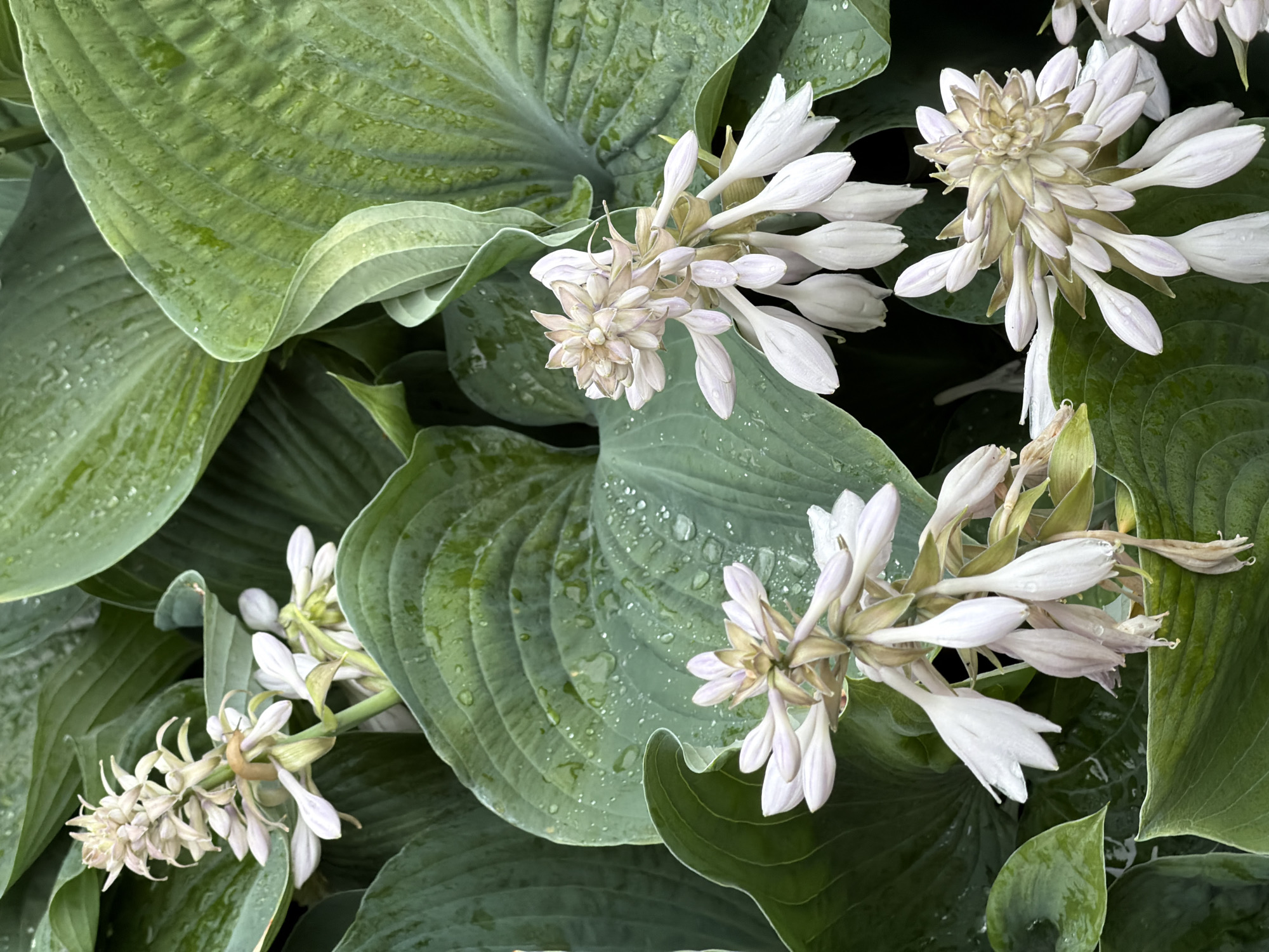 The image displays a close-up view of a cluster of pale purple and white Hosta flowers, interspersed with large, deep green Hosta leaves. The leaves are wet, with visible water droplets on their surfaces, suggesting recent rain or watering. The flowers are elongated and bell-shaped, with some fully open and others still in bud. The scene is set amidst dense foliage, creating a natural, garden-like atmosphere. There are no people or animals visible in the image. The image provides no information about the location in Zimyonki (Zimenki, Zimenka), Russia.