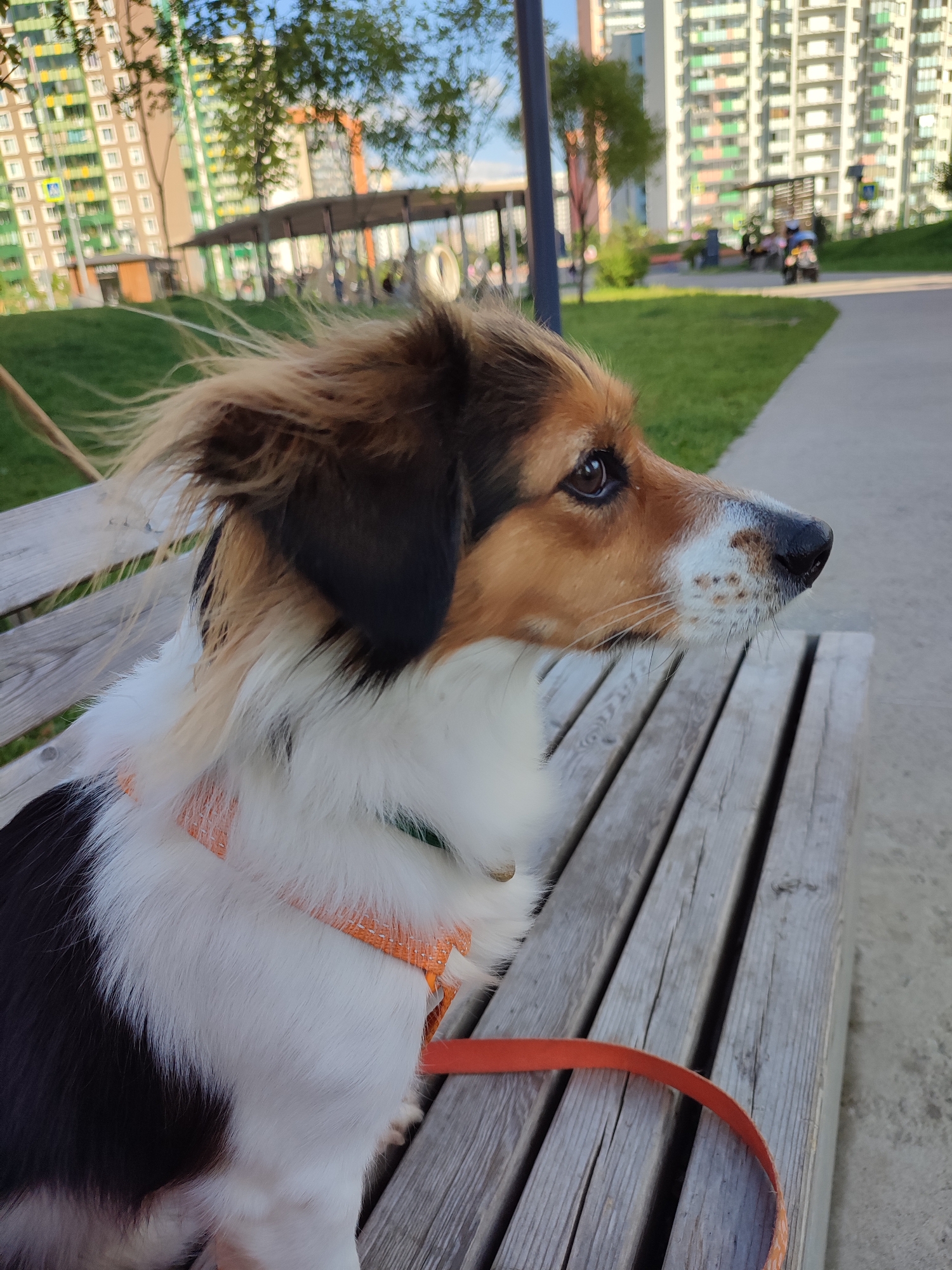 A medium-shot, profile view captures a dog sitting on a wooden park bench in Murino, Russia. The dog, predominantly white with black and tan markings, is wearing an orange collar and leash. Its fur is windblown, with strands of light brown hair extending from its head. The dog's gaze is directed to the right. In the background, blurred by depth of field, are modern residential buildings with various colored facades, a green lawn, a paved walkway, and a few indistinct figures and vehicles. The scene appears to be an outdoor urban park setting, likely in the daytime given the lighting.
