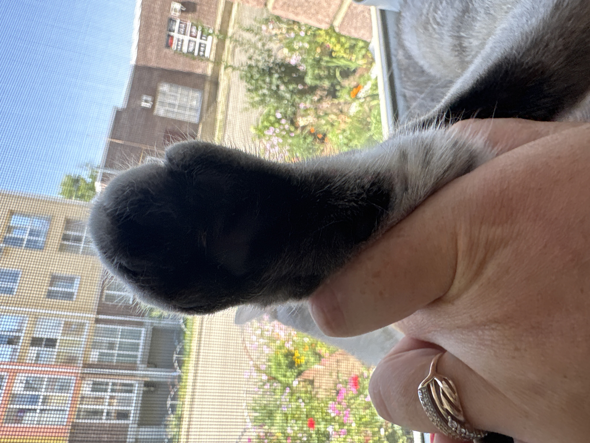 A close-up, eye-level shot focuses on a human hand gently holding a grey and white cat's paw. The hand, adorned with a delicate, leaf-shaped ring with small, clear stones, is positioned in the foreground. The cat's paw, with dark grey fur, is held upright, revealing its soft pads. In the background, a window covered by a screen looks out onto a residential building with multiple windows and a blue sky above. Below the building, a lush green garden with various colorful flowers, including pink and red blooms, is visible. The scene appears to be taking place indoors, near a window with a view of an outdoor garden and buildings in Mikhaylovsk, Russia.