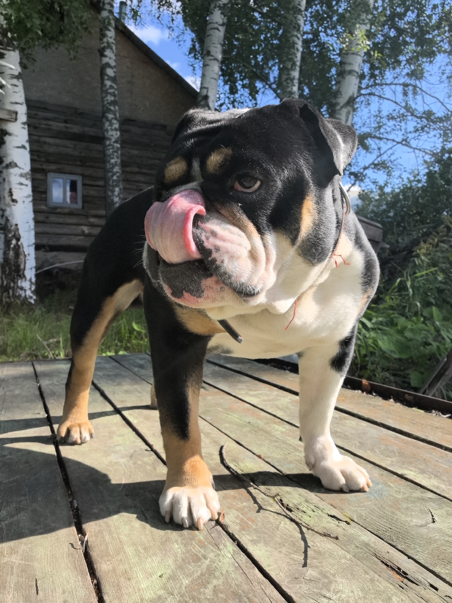 In Noviy, Russia, a tri-colored bulldog stands on a wooden deck. The dog is facing left with its tongue extended, licking its nose. The background features a rustic wooden building with a small window, birch trees, and green foliage under a clear blue sky. The deck is made of weathered wooden planks.