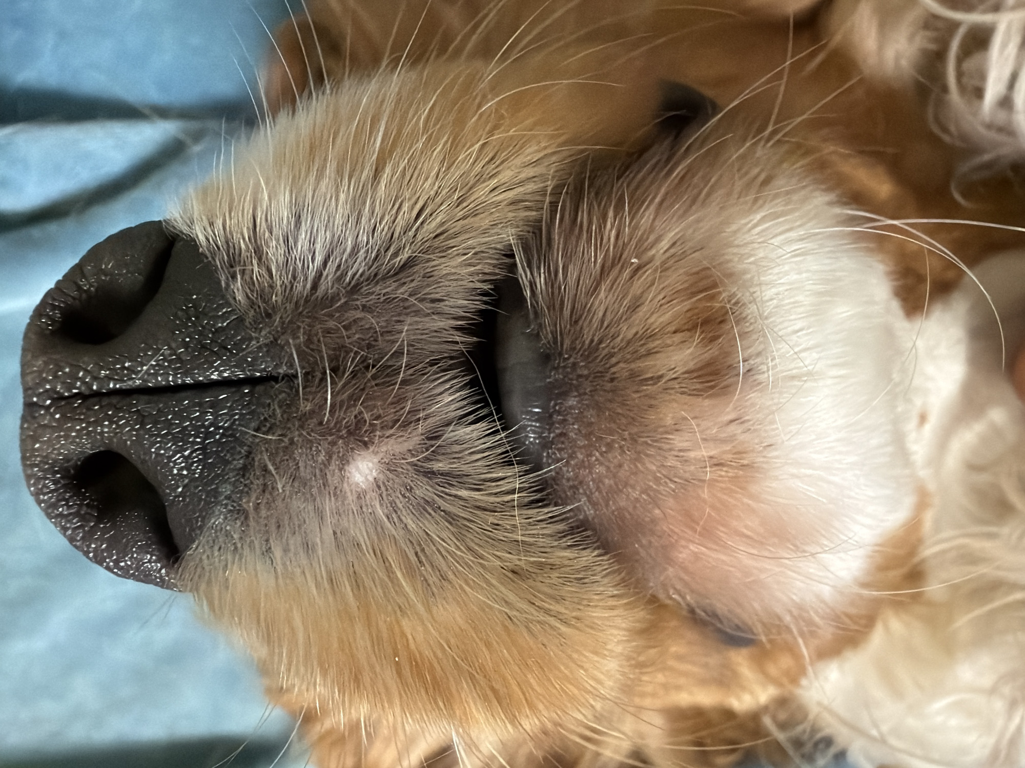 A close-up, slightly off-center image depicts the snout of a dog. The dog's nose is black, with visible nostrils and textured skin. Fur surrounds the nose, predominantly light brown and white. A few whiskers are visible. The background is a blurred light blue. There is no evidence in the image to suggest the location is Бронница, Russia.