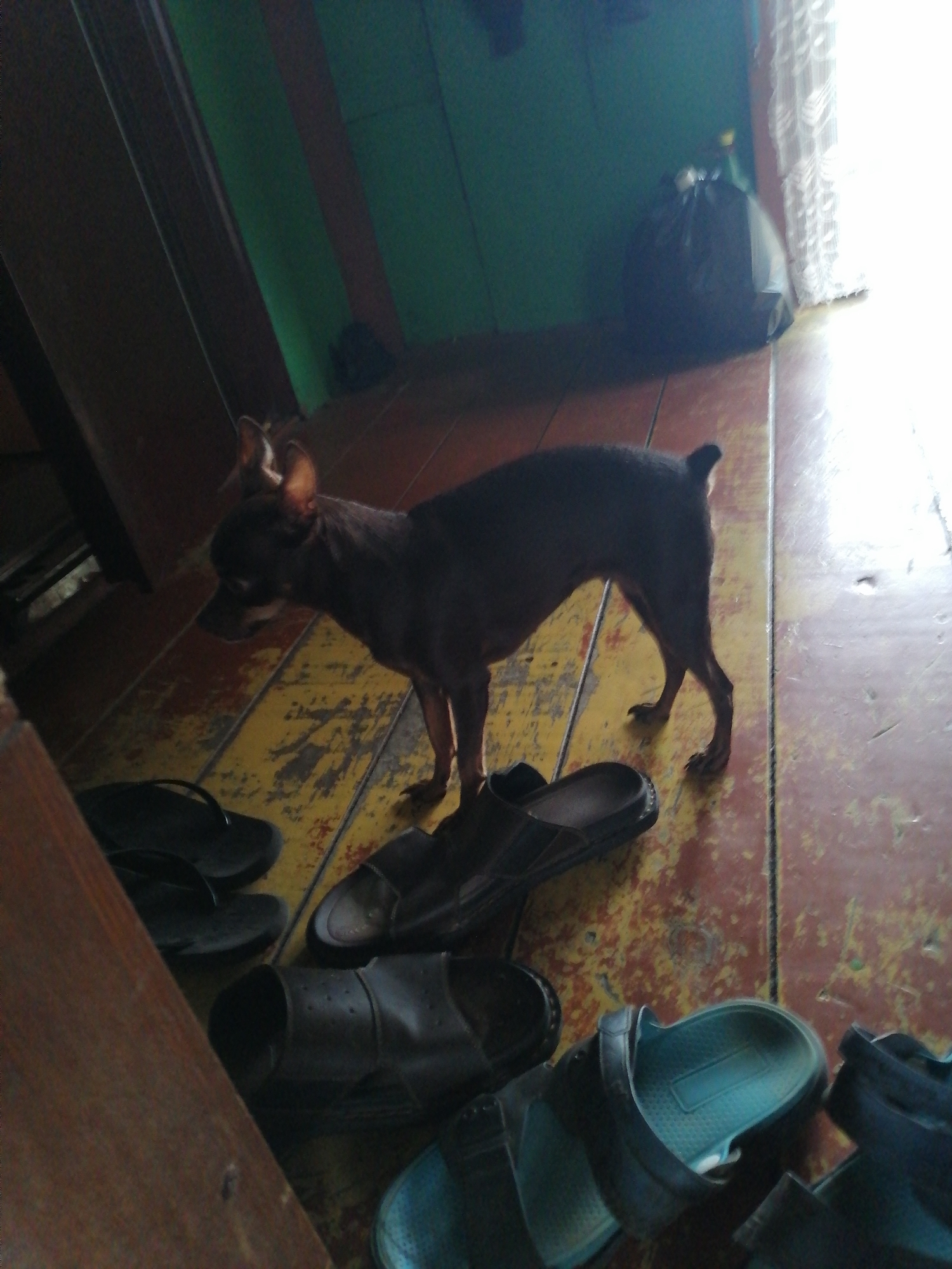 The image shows a dark-colored dog standing on a wooden floor. The dog is facing to the left and appears to be a miniature pinscher or a similar small breed, with large, erect ears. Several pairs of black and blue sandals are scattered on the floor around the dog. In the background, a black trash bag is visible against a wall painted with vertical green and brown stripes. A window with sheer white curtains is to the right of the trash bag. The lighting suggests it is daytime, with light entering from the right side of the frame, casting shadows on the floor. The overall environment appears to be an indoor living space, possibly a room with a simple, utilitarian design. There are no people or explicit signs of a city location like Novopokrovka, Russia visible.