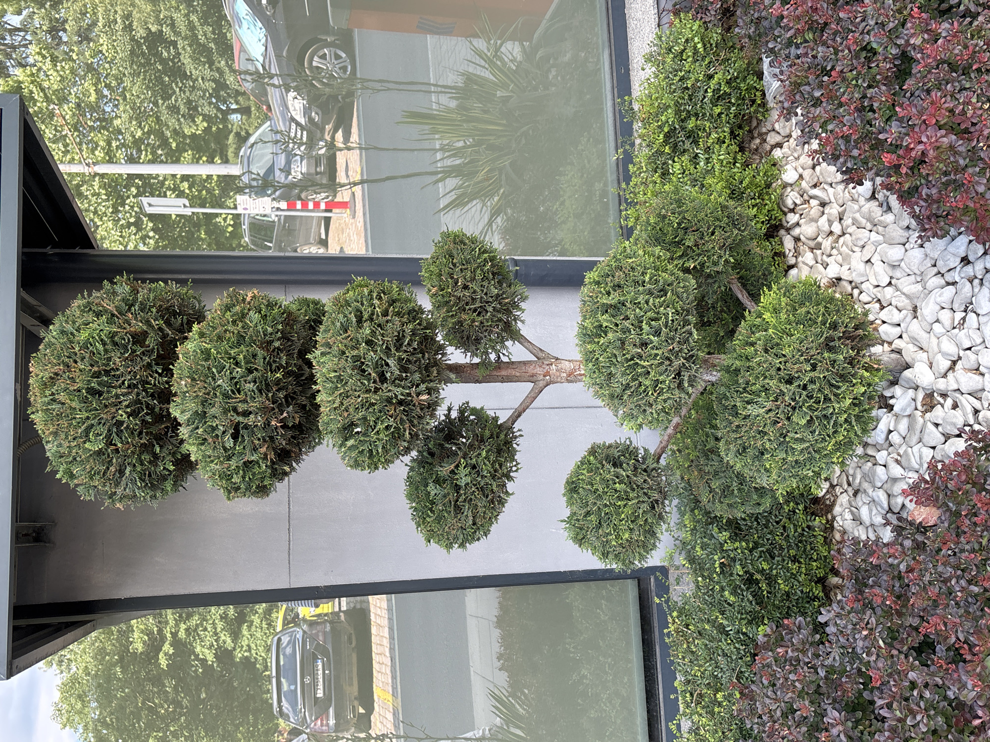 A meticulously sculpted topiary tree stands in a decorative garden bed filled with white pebbles and bordered by dark red and green shrubs. The tree has a single trunk that branches out, supporting several spherical layers of dense green foliage. Behind the tree, a modern building with a grey wall and large windows is visible. Reflections in the windows show cars parked on a street, trees, and a traffic sign. The scene appears to be an outdoor area, possibly a storefront or public space.