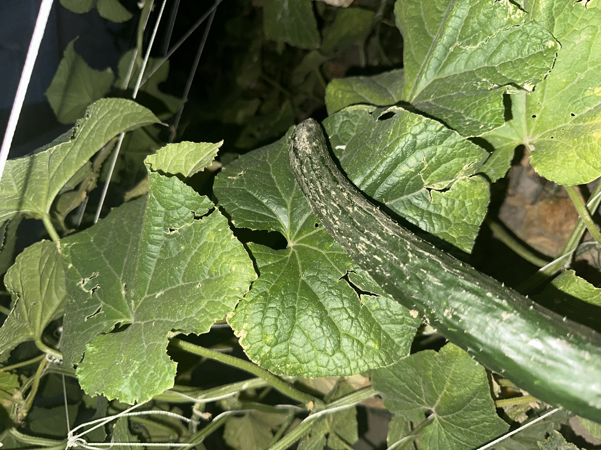An overhead shot shows a dark green cucumber with light green speckles, partially obscured by large green leaves. The cucumber lies diagonally across the frame, with its blossom end facing towards the upper right. The leaves are textured and have some irregular perforations along their edges, giving them a slightly ragged appearance. The scene is dimly lit, with some areas of shadow, suggesting it might be dusk or nighttime. A thin white string runs vertically on the left side of the frame, and what appears to be a horizontal white support wire is visible in the upper right.