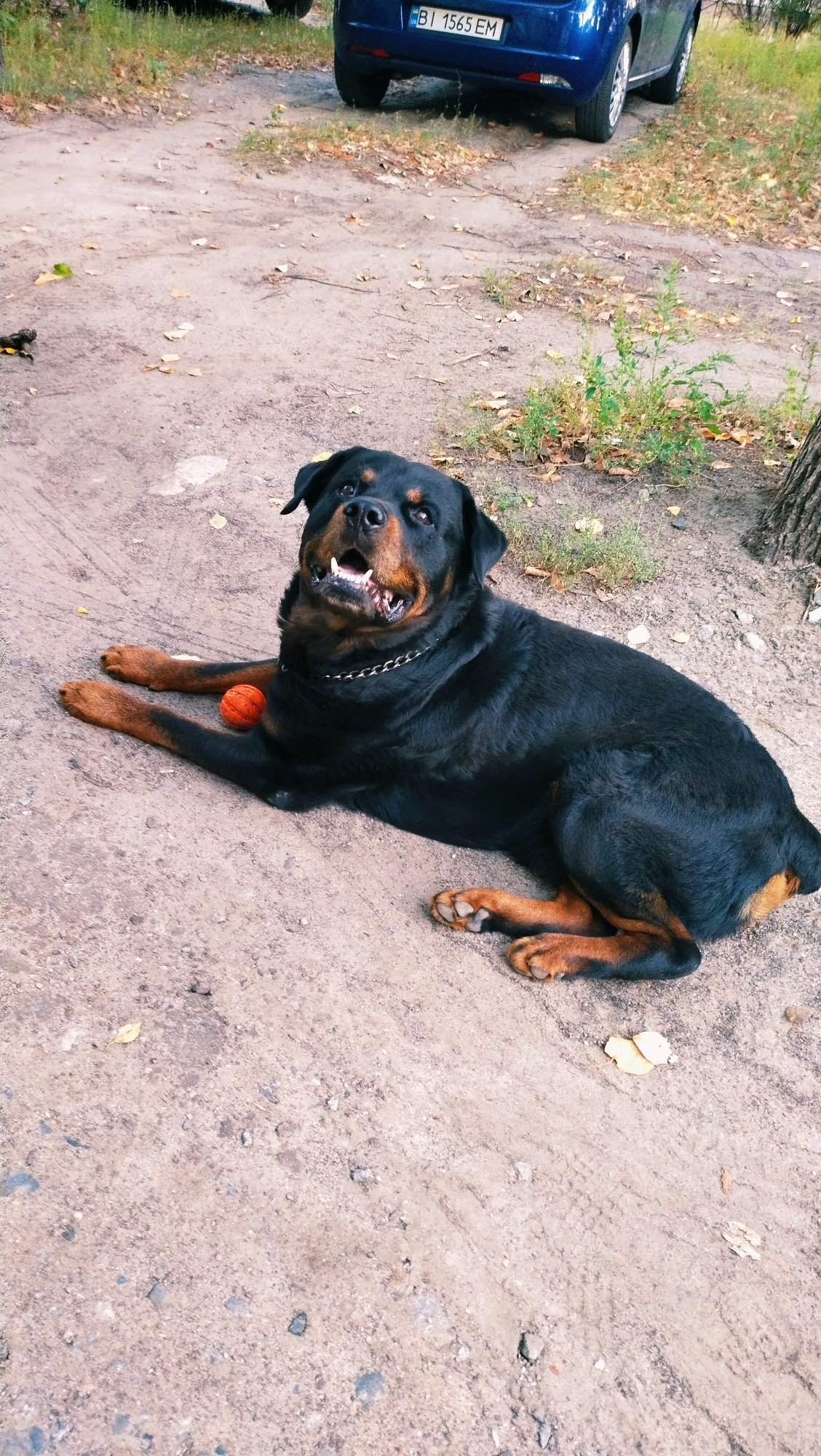 A Rottweiler dog is lying on a dirt path next to an orange ball, with a blue car in the background. The scene appears to be outdoors, possibly in a park or along a roadside, in Horishni Plavni, Ukraine, as indicated by the car's license plate which reads "BI 1565 EM". The dog is black with brown markings on its legs and face, and it is wearing a silver chain collar. The ground is covered with dirt, small stones, and scattered dry leaves, suggesting an autumnal setting. The car is parked on the dirt path, and the dog is positioned to the left of the car.