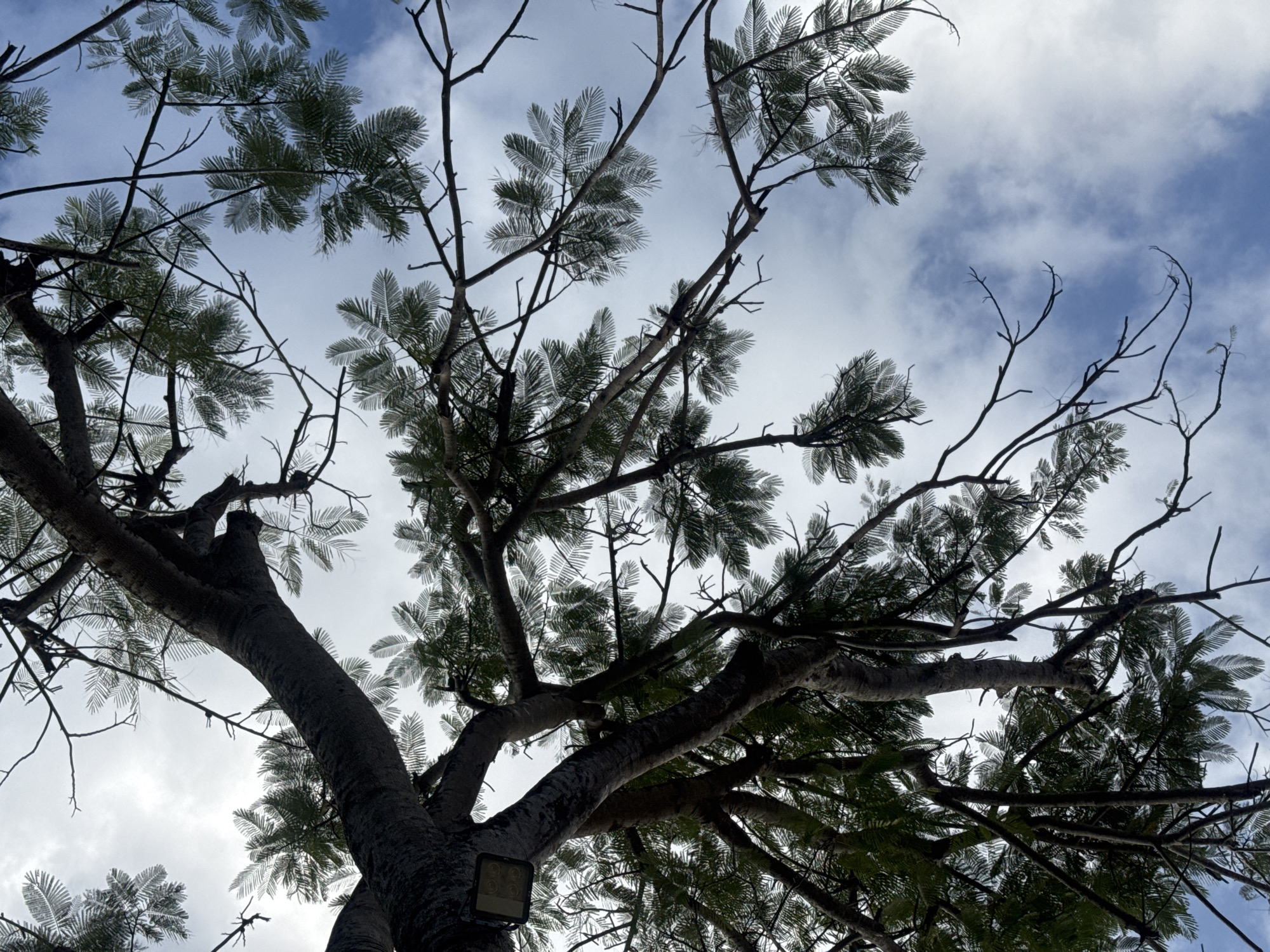 The image presents an upward perspective of a large tree, showcasing its intricate canopy against a bright, partly cloudy sky. The thick, dark main trunk rises from the bottom and branches out extensively into numerous limbs and smaller twigs, creating a complex, organic structure that dominates the frame. Many of these branches are laden with delicate, feathery green leaves, typical of a tree species found in tropical climates, such as a Flamboyant or Mimosa tree. The leaves appear somewhat translucent and lighter in tone due to the backlighting from the sky.
The sky is a soft blue, dotted with scattered white, wispy clouds, indicating daytime. An artificial light fixture, a rectangular unit with multiple circular LED elements, is affixed to one of the larger branches or the main trunk in the lower right portion of the image. This suggests the tree may be part of an urban or landscaped environment where evening illumination is provided. There are no people or discernible activities taking place. The overall impression is one of natural grandeur meeting a subtle man-made intervention, under a serene sky in a tropical setting, consistent with its location in Kuta Selatan, Indonesia. No visible text is present in the image.