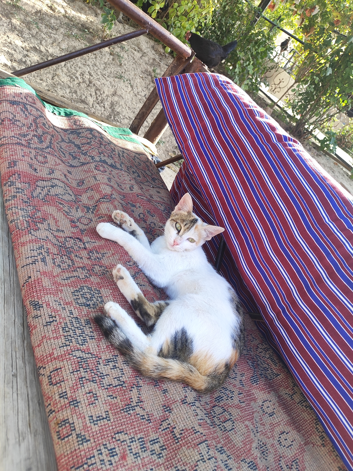 A calico cat with white, brown, and black markings lies on its side on a patterned rug. The cat has green eyes and is looking towards the camera. The rug is placed on a wooden surface. To the right of the cat is a bolster cushion with red and blue stripes. In the background, a black chicken is perched on a metal railing, and lush green foliage is visible. The scene appears to be outdoors, possibly in a courtyard or garden area in Sultonobod, Tajikistan. The overall lighting suggests it is daytime.