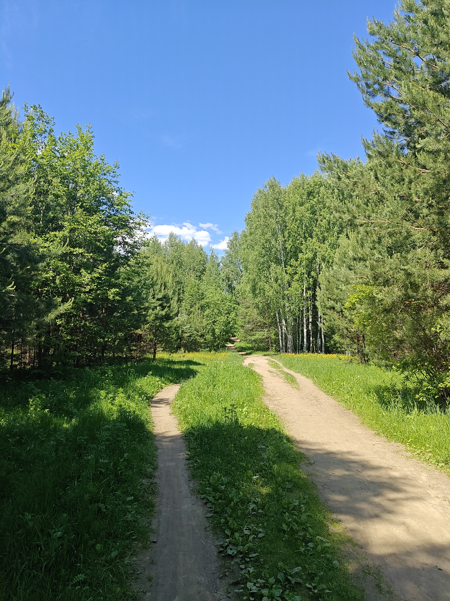 The image depicts a natural outdoor scene in the city of Chaikovsky, Russia, characterized by a forest edge and intersecting dirt paths under a clear blue sky. The sky occupies the upper portion, featuring a vibrant blue hue with sparse, wispy white clouds. The sun, positioned out of frame to the left, illuminates the scene, casting distinct shadows.
The foreground is dominated by two unpaved paths. The primary path, composed of light brown earth, originates from the mid-right foreground and curves towards the center-background, showing evidence of vehicle tracks or repeated foot traffic. A narrower, less defined secondary path branches off from the primary path on the left and curves into a shaded area. Both paths are bordered by lush green vegetation.
Vegetation consists of various tree species and ground cover. On the left side of the frame, dense green foliage, including both coniferous and deciduous trees, creates significant shade in the foreground. The right side is bordered by tall coniferous trees with green needles. In the mid-ground, a prominent line of slender deciduous trees with light-colored bark, characteristic of birch trees, stands behind the main path. Interspersed throughout the scene are areas of bright green grass and undergrowth, with small patches of yellow flowers visible in the sunlit mid-ground. No human subjects, animals, or man-made structures other than the paths are visible.