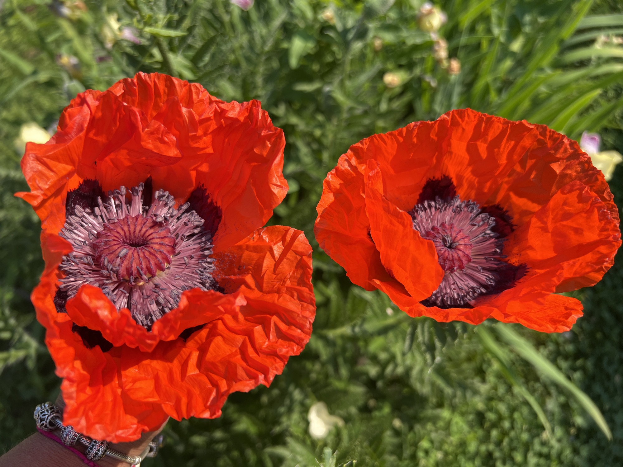 Two bright red poppies are in full bloom, their petals crinkled and delicate. The center of each flower is a deep purple-black, surrounded by a halo of delicate, pinkish-purple stamens. The poppies are set against a soft, blurred background of green foliage, suggesting an outdoor garden setting. A person's arm, adorned with a bracelet, is visible in the upper left corner of the image, gently holding one of the poppy flowers. The scene is bathed in natural light, highlighting the vibrant colors of the flowers and the textures of their petals. The location in Mochische, Russia is not discernible from the image.