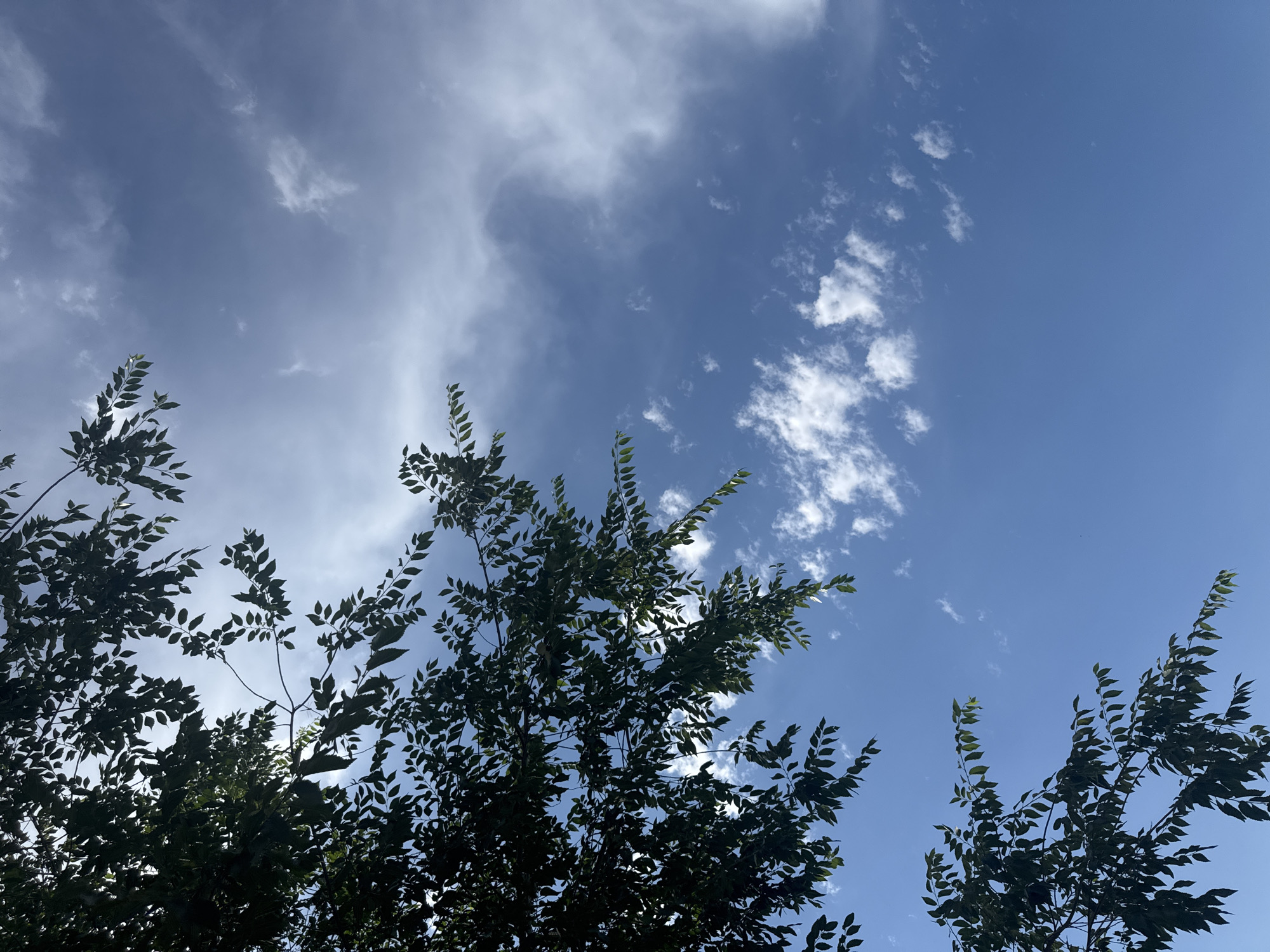 A low-angle, medium shot captures a bright blue sky partially obscured by the dark green foliage of tree branches. The branches, originating from the left and upper left of the frame, extend into the scene, with numerous small, serrated leaves silhouetted against the sky. Scattered across the sky are wisps of white clouds, some appearing feathery and others more dense, suggesting a partly cloudy day. The lighting indicates it is daytime, with sunlight filtering through the leaves. The image is devoid of any people, structures, or specific urban features, giving it a natural, outdoor feel. The location is identified as the village of Umbetaly Karibayeva, Kazakhstan.