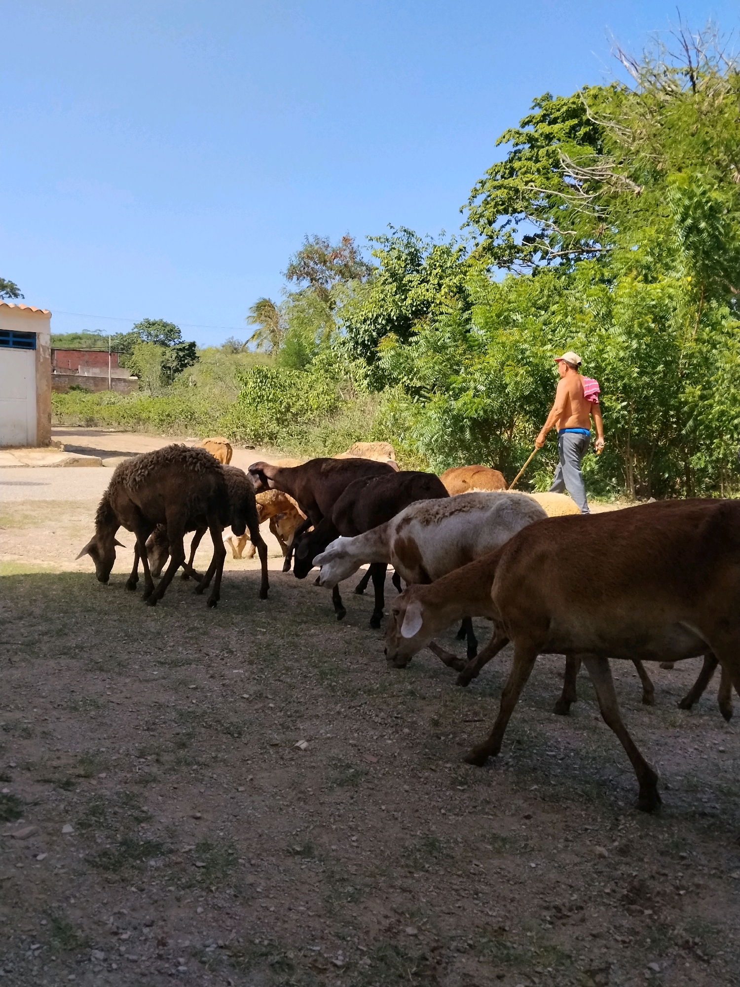 A flock of sheep, varying in color from dark brown to tan and white, are grazing and milling about on a dirt and gravel path. In the background, a shirtless man wearing a cap, blue pants, and a pink bandana draped over his shoulder is walking and holding a stick, appearing to herd the sheep. The scene is set in a rural or semi-rural environment with lush green trees and vegetation lining the path, under a clear blue sky. A white building with a blue-trimmed window is partially visible to the left, and a low brick wall is behind it. The image captures a moment of daily life in a village setting, possibly Juan Griego, Venezuela, given the context.
