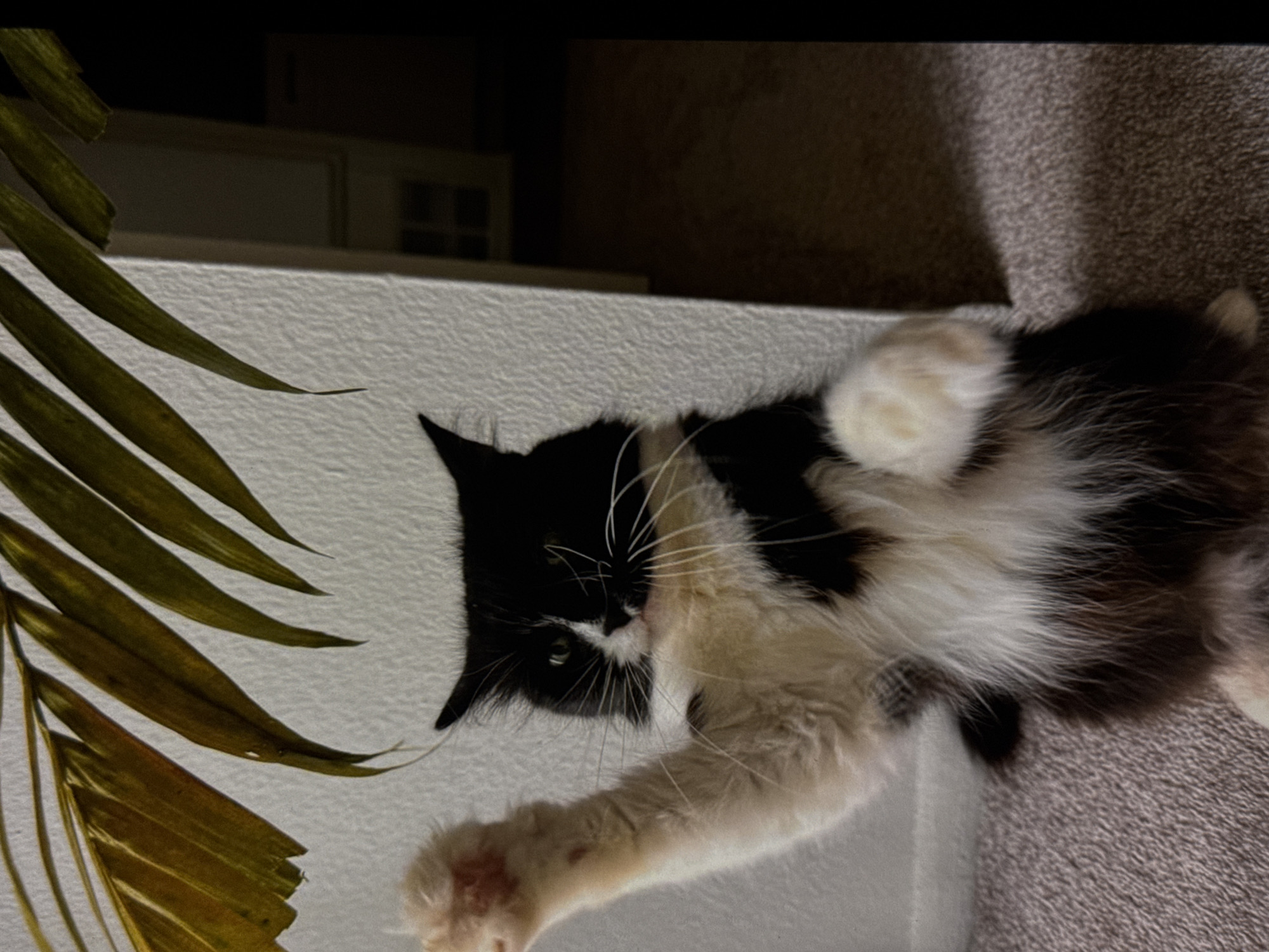A black and white cat is playfully reaching up towards a dried palm frond. The cat is sitting on a textured carpet, with its front paws raised. One paw is extended upwards, while the other is partially visible. The cat has fluffy fur and distinct black and white markings on its face. Behind the cat, a textured white wall is visible, with a dark doorway or alcove to the right. The lighting suggests an indoor setting. This image was captured in Los Angeles, United States of America.