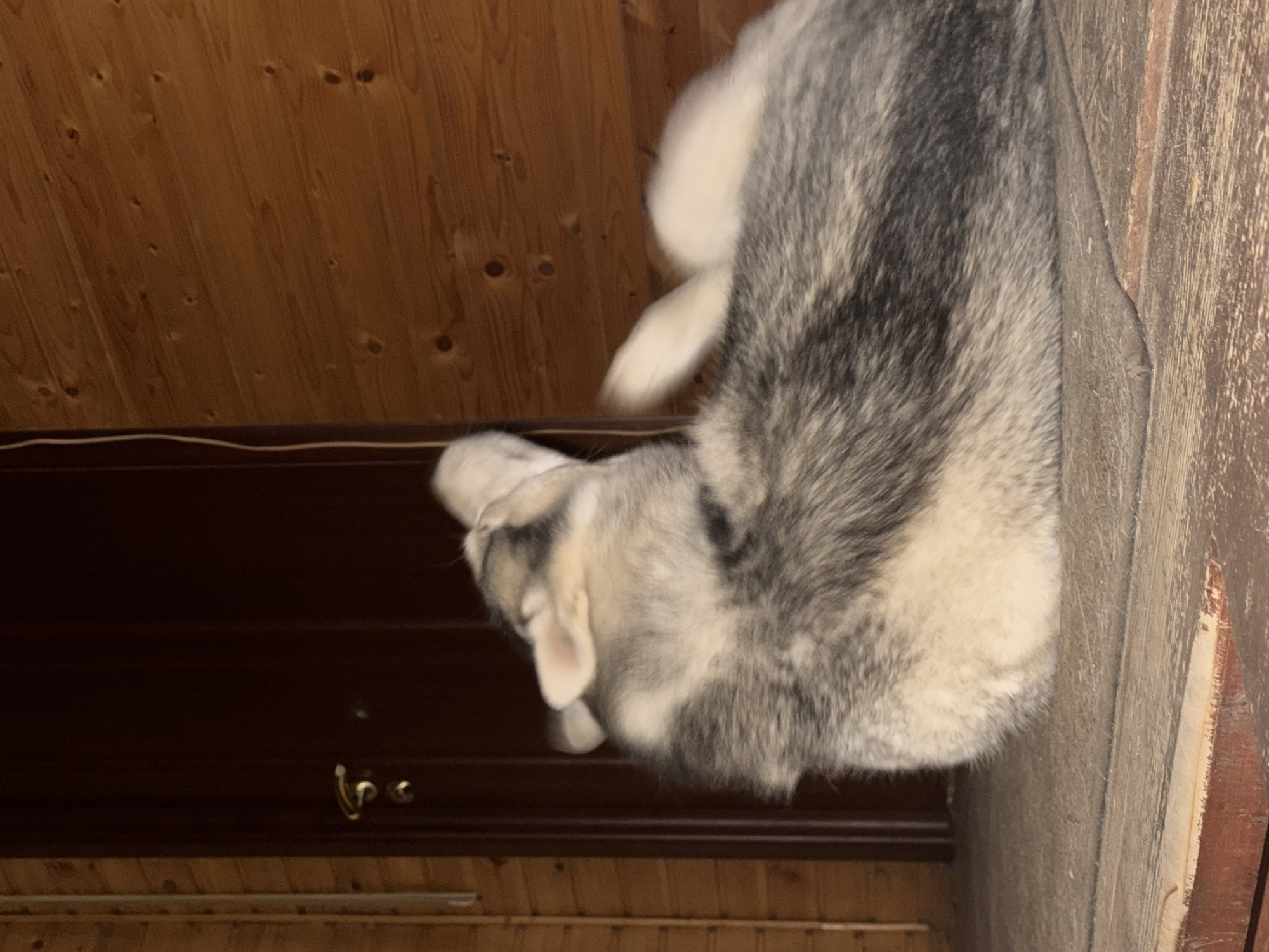 In the city of Bykovo, Russia, a Siberian Husky dog is lying on a wooden floor. The dog is in motion, with its head tilted upwards and its ears perked. The background consists of a wooden wall and a dark brown door with a gold handle. The lighting is dim, suggesting it might be indoors or at night. The dog's fur is a mix of grey, black, and white. The floorboards are aged and worn. The scene appears to be in a rustic or cabin-like setting.