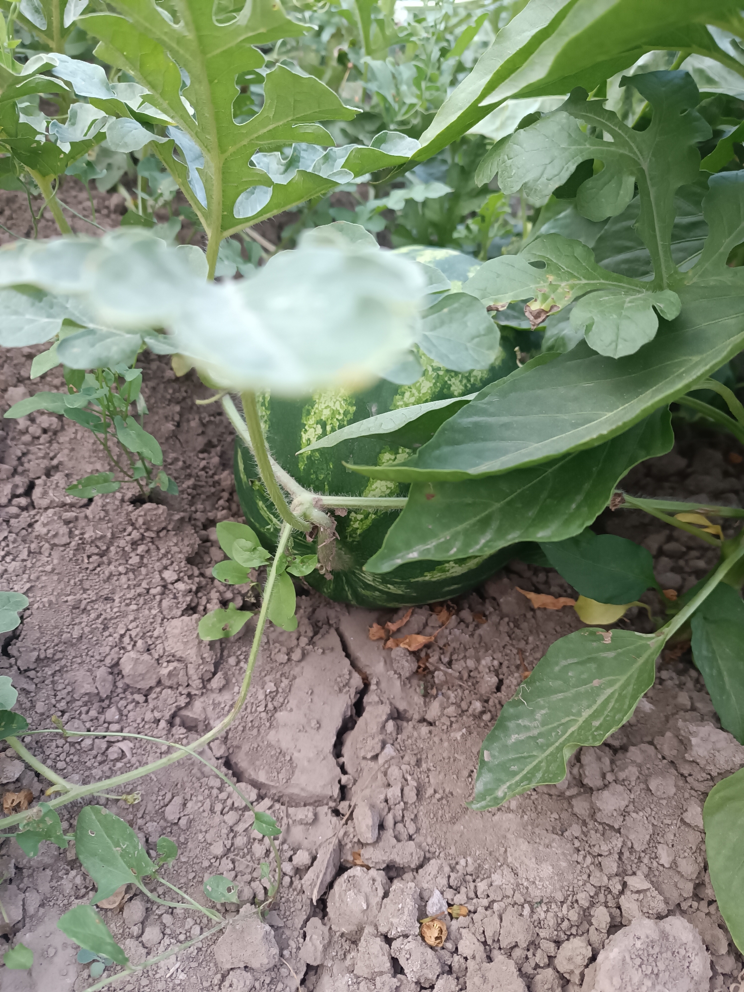 A watermelon is growing in the garden bed in Myrza-Ake, Kyrgyzstan. The watermelon is partially obscured by large, green leaves and vines. The soil is dry and cracked.