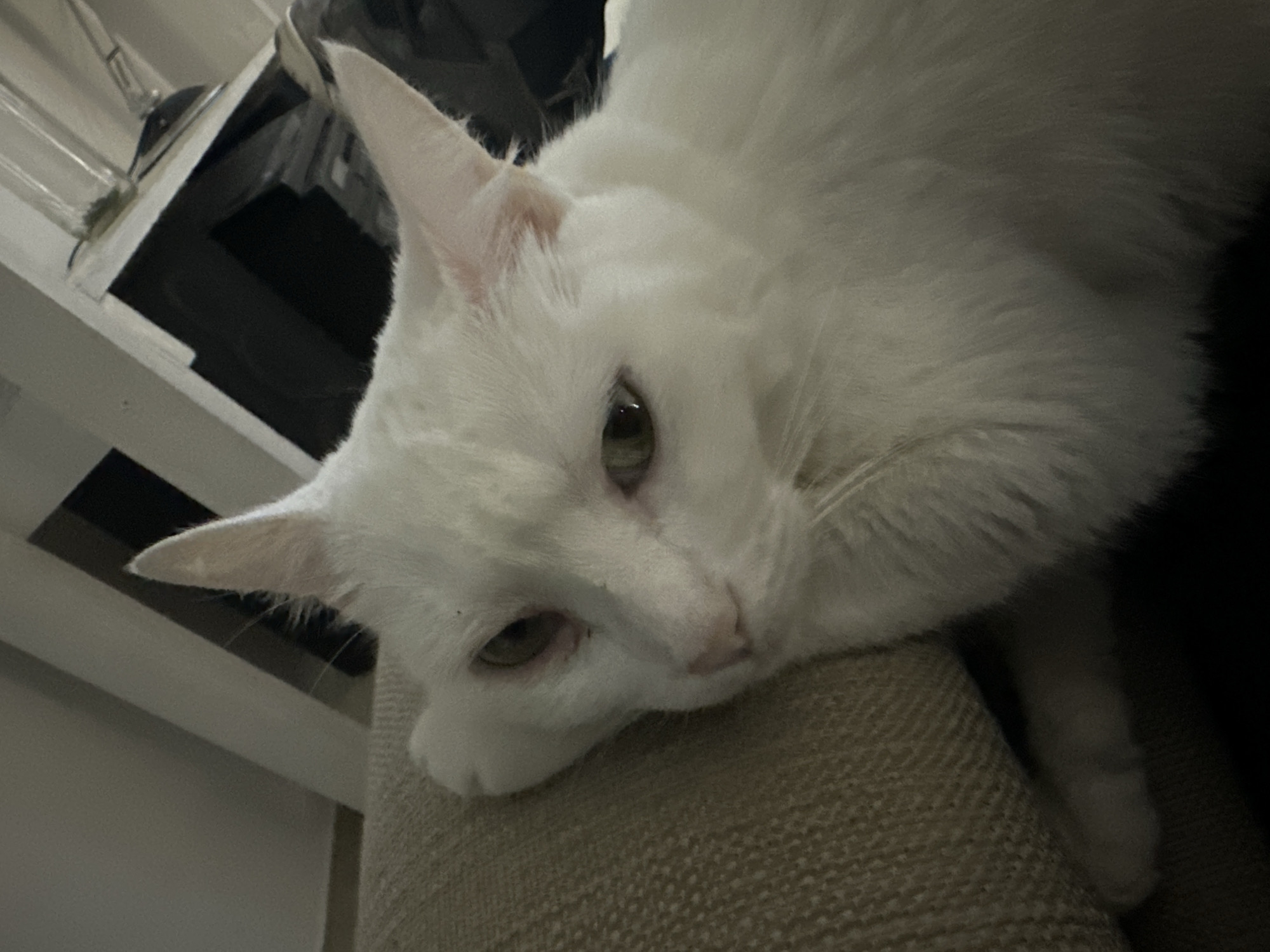 A close-up, low-angle shot of a white cat resting its head on a tan-colored surface, likely a couch or chair. The cat has green eyes and short white fur. Part of a white table or shelf is visible in the upper left corner of the image, with some objects placed on it. The overall lighting is soft and diffused. The location is unknown; there is no information to infer location, and the city of Buenos Aires, Argentina, cannot be confirmed.