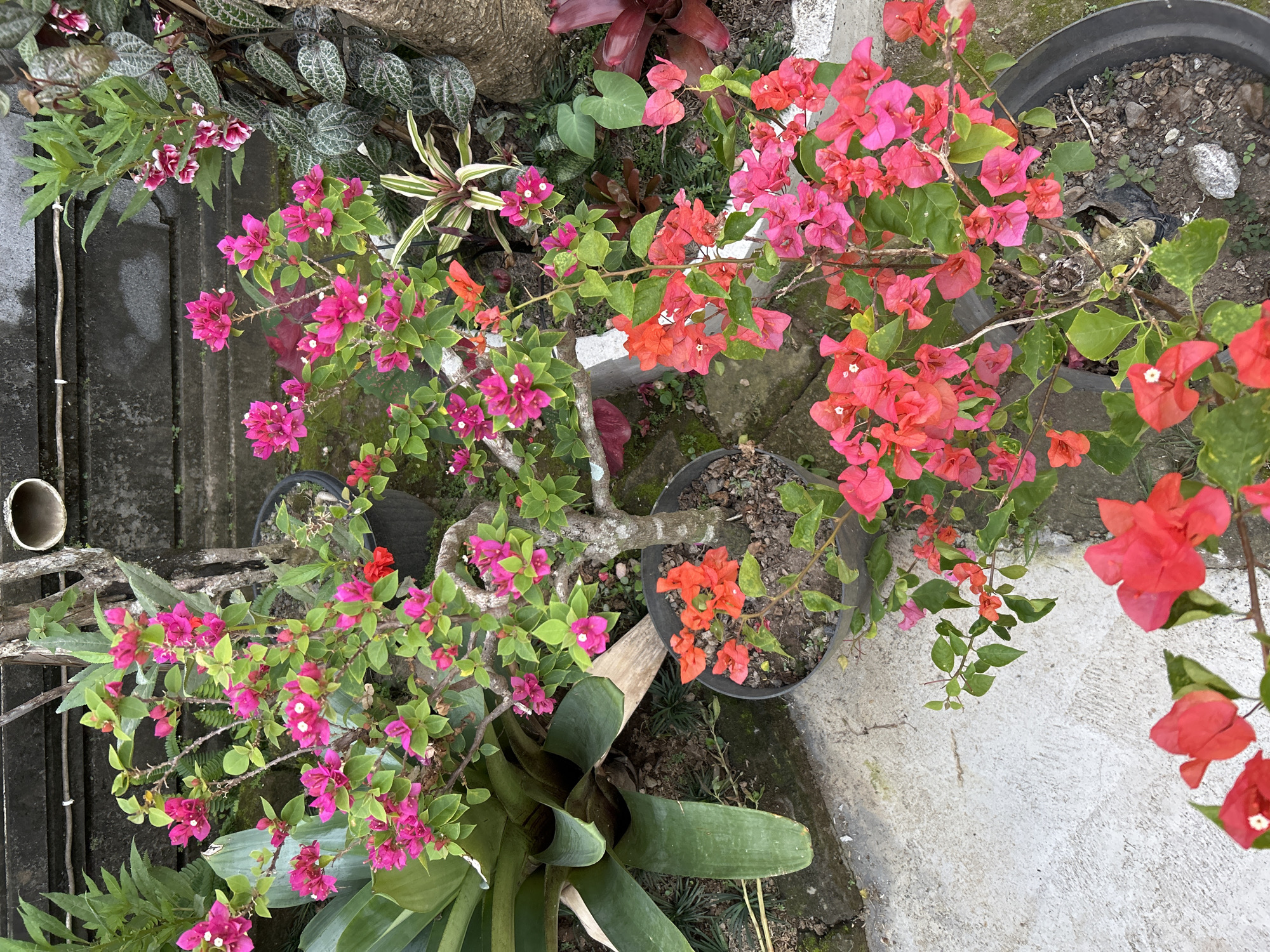 The image depicts a vibrant outdoor garden scene, likely in Abiansemal, Indonesia, characterized by abundant flowering plants. In the foreground, two potted bougainvillea plants are prominently featured. One plant, positioned centrally, displays a profusion of bright pink bracts and green leaves, its woody stems forming an interesting sculptural shape. To its left, another pot holds a bougainvillea with striking orange-red flowers. Further to the right, another potted bougainvillea bursts with a mix of pink and red-pink bracts. Surrounding these main subjects are other plants with large, glossy green leaves and various textures. A stone wall with a rustic texture forms the backdrop, and a section of light-colored concrete pavement is visible in the lower left of the frame. The lighting suggests it is daytime. There are no people or animals visible in the scene.