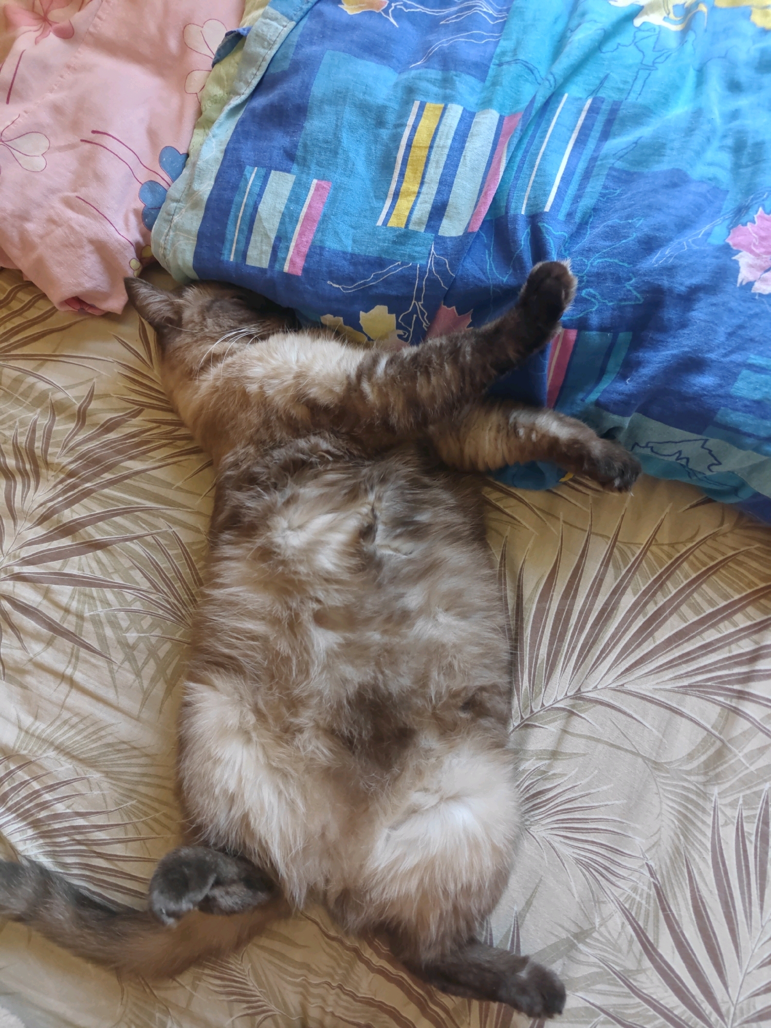 A Siamese cat is sleeping on its back on a bed. The cat is in the center of the image, with its paws in the air. The bed is covered in a patterned sheet and a blue and pink patterned comforter. The cat's head is resting on a pink pillow on the left side of the image. The background is out of focus. The image appears to have been taken indoors, likely in a bedroom. The exact location within Rubtsovsk, Russia, cannot be determined from the image alone.