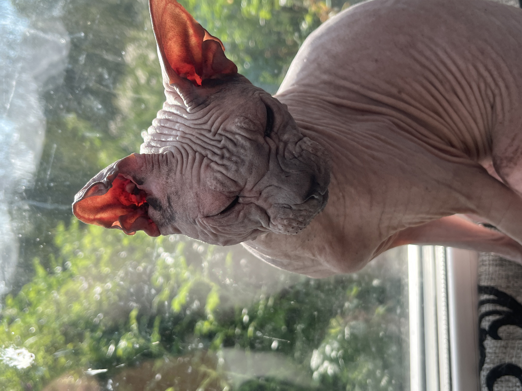 A close-up, sunlit shot captures a hairless cat, likely a Sphynx breed, with prominent wrinkles on its skin. The cat is positioned on a windowsill, with its head tilted downwards and eyes closed, appearing to be resting or sleepy. The background shows a blurred green expanse, suggesting foliage seen through a window. The image is a photograph taken in the city of Nizhny Tagil, Russia, with the cat as the sole subject.