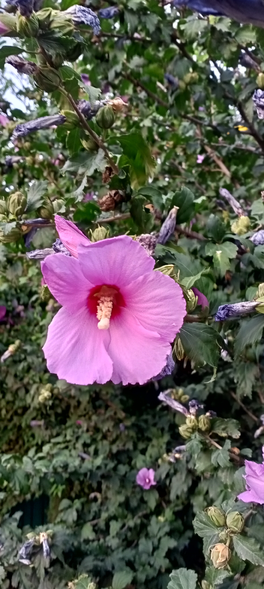 A close-up, vertical shot focuses on a vibrant pink hibiscus flower with a prominent stamen in the center. The flower's petals are soft and delicate, with a slightly ruffled edge. Behind the main subject, a lush green shrubbery provides a textured backdrop. Several green buds and some wilted purple and brown flower remnants are scattered throughout the foliage, suggesting the plant is in various stages of blooming and fading. The lighting appears to be natural, possibly indicating daytime, with a soft focus on the background to highlight the foreground flower. The overall scene evokes a sense of natural beauty and the cyclical nature of growth and decay. No people, text, or specific location cues beyond the general context of a garden or natural outdoor setting are visible.