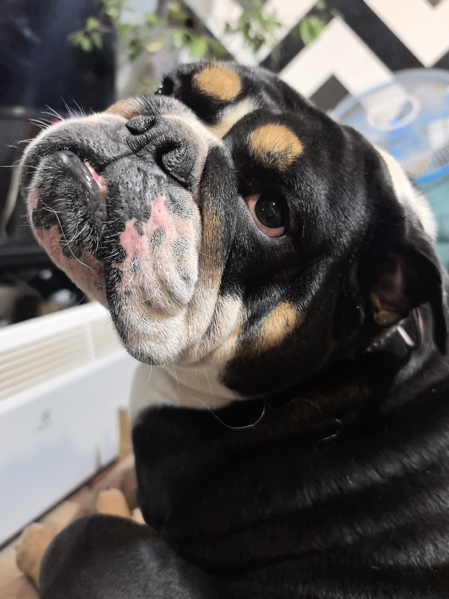 A close-up shot focuses on a tri-color English Bulldog. The dog is mostly black, with white around its neck and forehead, and tan markings above its eyes. The dog's muzzle is turned upwards, revealing the underside, which is pink with black fur. The dog's expression appears curious. The background includes a white appliance, a black and white patterned wall, a fan, and some greenery. The location is not determinable.