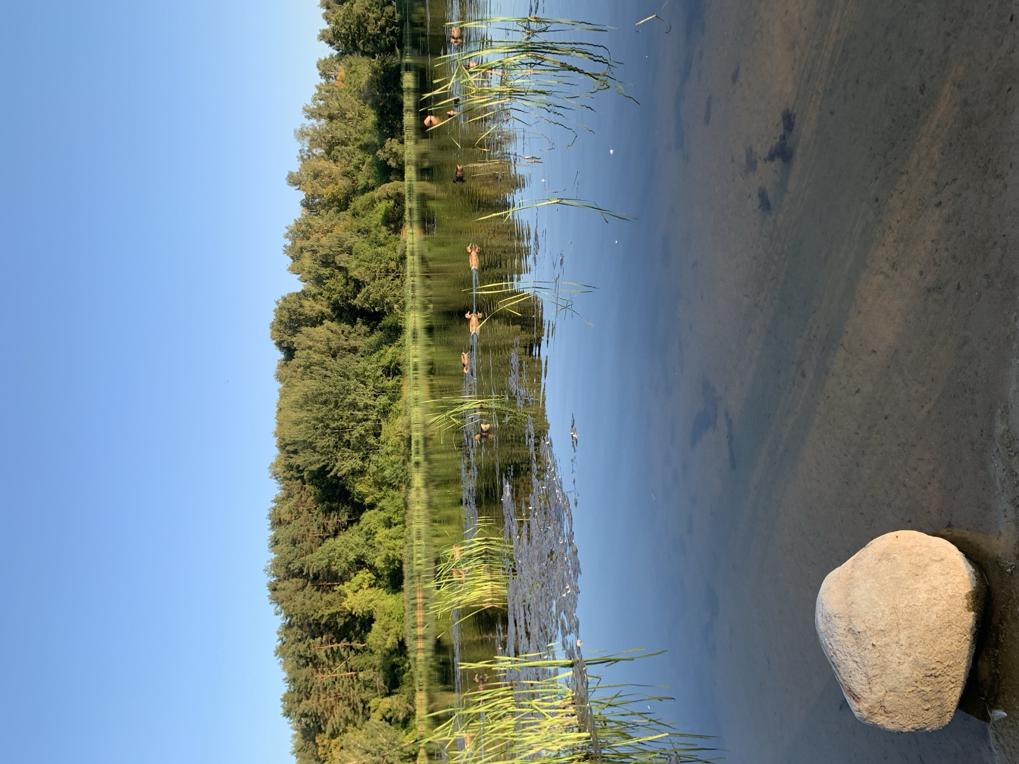 The image depicts a serene natural landscape with a body of water reflecting the surrounding trees and a clear blue sky. The scene is likely Kapyĺ, Belarus. The time of day appears to be late afternoon or early evening, judging by the soft light and long reflections.
The primary subjects are the natural elements. A dense line of lush green trees forms a backdrop along the left side of the frame, their reflections creating a mirror image on the calm water. Tall, reedy plants emerge from the water in the foreground, adding texture and depth to the scene. Several ducks are visible swimming on the water's surface, scattered across the middle ground. In the lower right corner, a large, light-colored rock rests at the edge of the water, partially submerged and illuminated by the sun. The water itself is clear enough to reveal a sandy bottom in some areas.
The overall mood of the image is peaceful and tranquil, evoking a sense of calm and natural beauty. There is no discernible activity beyond the ducks swimming. The weather appears to be pleasant and clear, with no clouds in the sky. No text is visible in the image.
