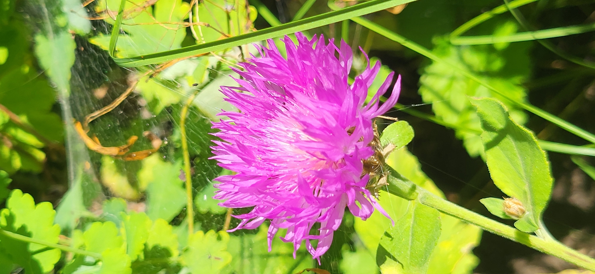 A bright pink, thistle-like flower blooms in focus against a blurred background of green foliage and a visible spiderweb. The flower has many delicate, spiky petals radiating outwards. The spiderweb, catching the sunlight, is draped across some of the leaves and the flower's stem. The leaves are a vibrant green, some appearing to be broad and lobed, others narrow and grass-like. A small, light-colored insect or seedpod rests on a leaf near the base of the flower's stem. The scene suggests an outdoor setting, likely a garden or wild area in Tetianivka, Ukraine, characterized by natural flora and the presence of arachnid activity.