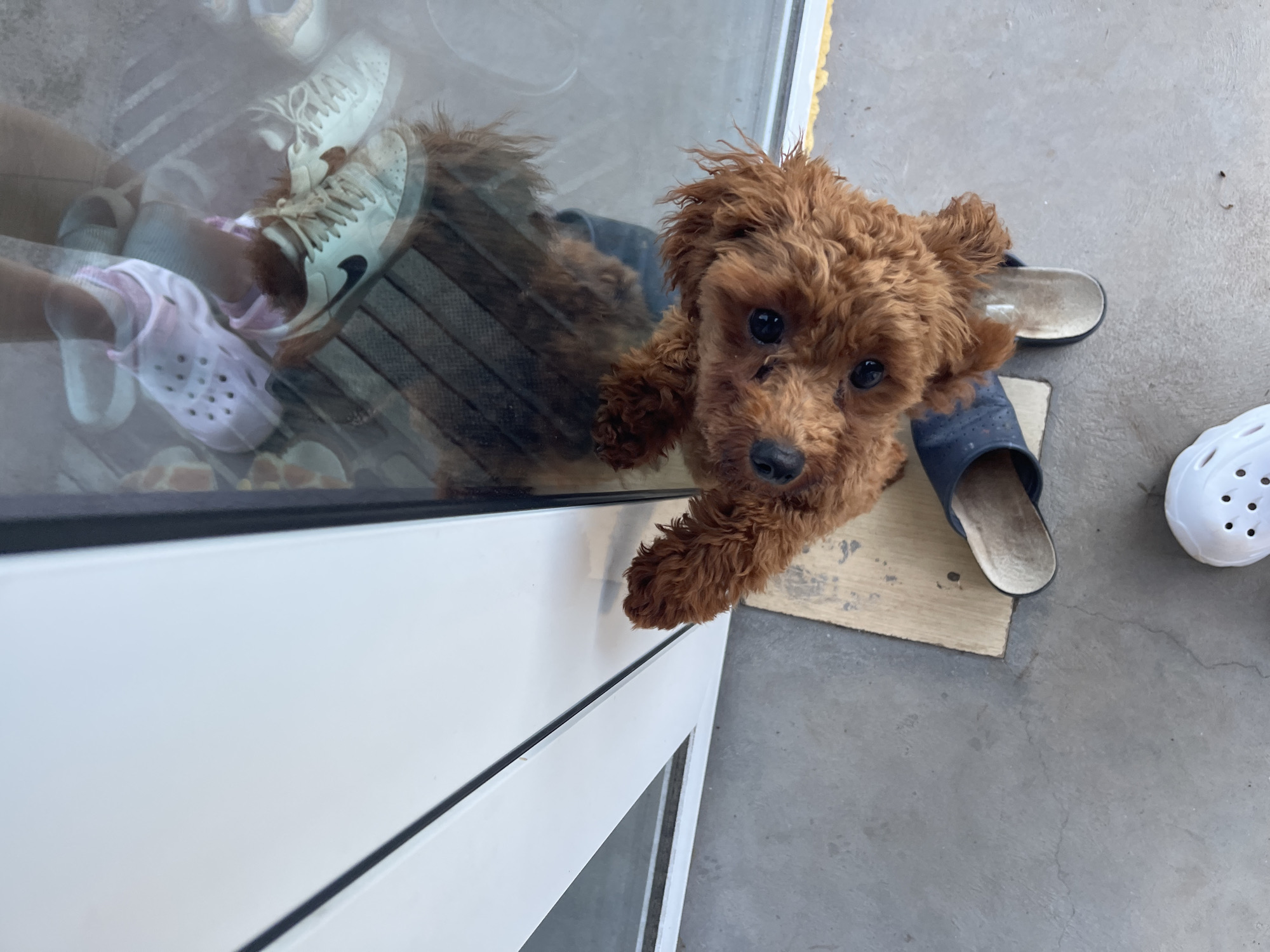 A brown poodle is looking up towards the camera. Its front paws are resting on a white doorframe. Behind the dog are a pair of sandals, a pair of Crocs, and a pair of Nike sneakers. The location appears to be outdoors on a concrete surface. The city or country is not discernible from the image.