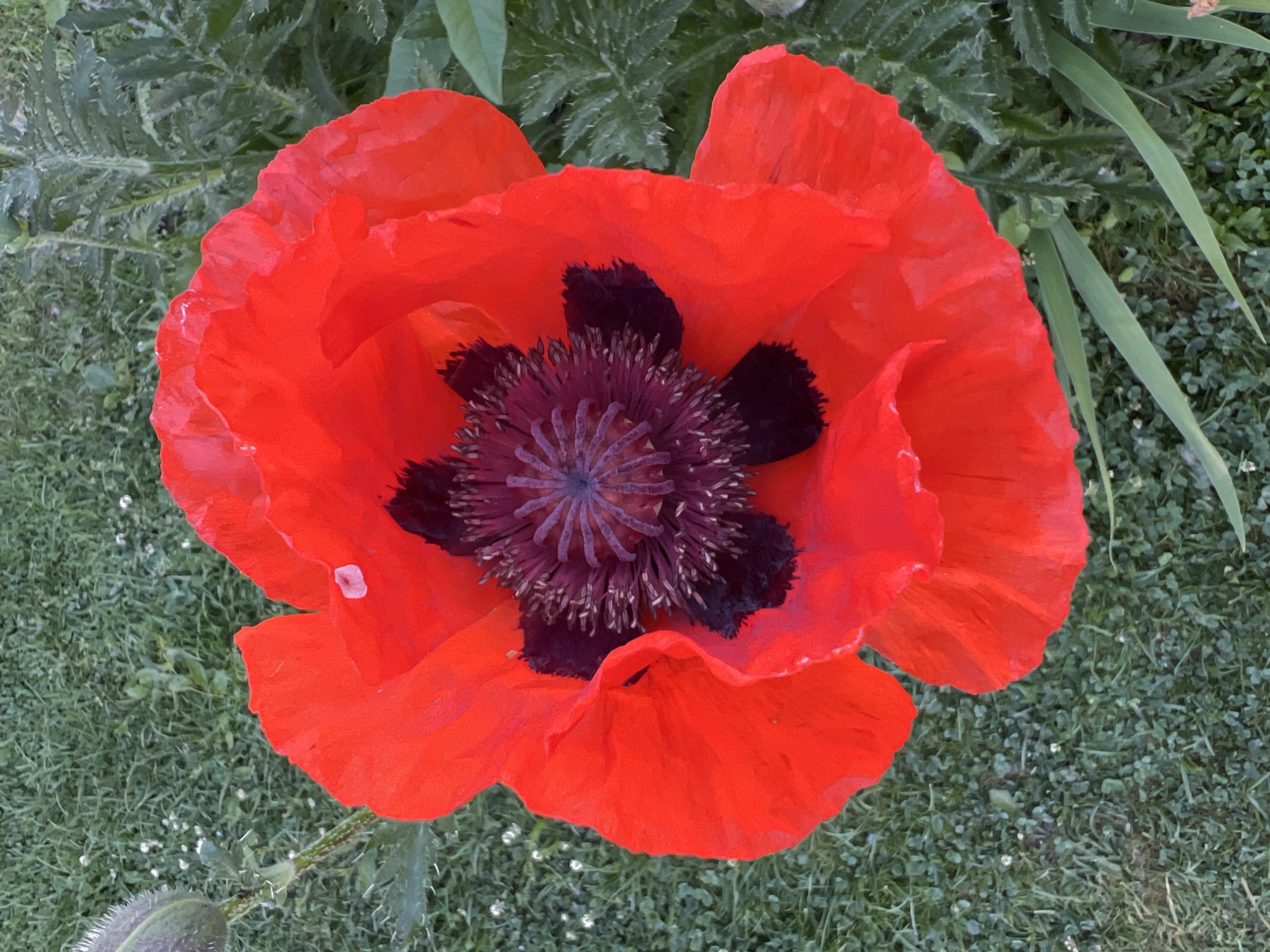 A close-up, overhead shot focuses on a vibrant red poppy in full bloom, its delicate, crinkled petals forming a wide cup. At the center of the flower, a dark, almost black, stamen structure with radiating purple filaments is visible. The poppy is set against a backdrop of lush green grass, interspersed with small white wildflowers, suggesting an outdoor setting, possibly in a garden or park. To the left of the poppy, a closed bud, covered in fine hairs, rests on a sturdy green stem. The leaves of the poppy plant, characterized by their serrated edges and fuzzy texture, are also visible, framing the flower and extending into the background. The lighting indicates it is daytime, with soft shadows suggesting overcast conditions or indirect sunlight. The scene is devoid of any human presence or activity. This image does not provide any information about the city of Mochische, Russia.