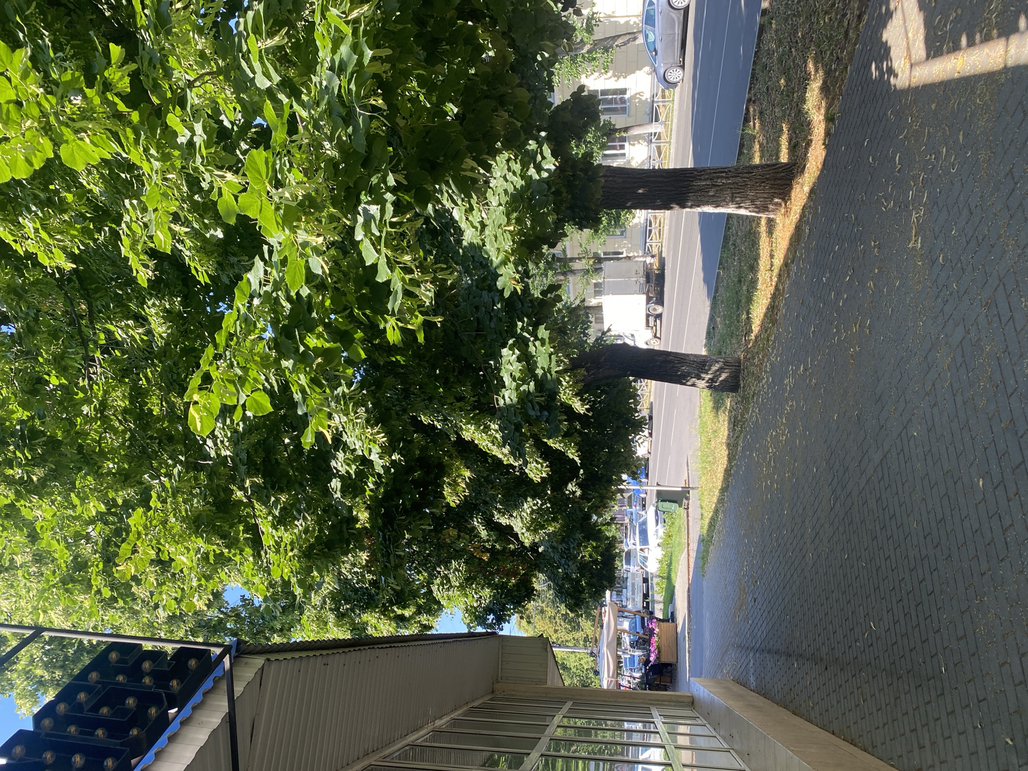 The image shows a sidewalk in Maykop, Russia, adjacent to a street lined with trees. On the left, a building with a corrugated metal roof and large windows is visible. The sidewalk is paved with dark gray rectangular bricks. Several mature trees with dense green foliage grow along the sidewalk, casting shadows.
Across the street, there is traffic, including cars and a white truck. Buildings with windows and a fence are also present in the background. Some parked cars are visible on the side of the road. In the foreground, on the sidewalk, there are a few fallen leaves. A wooden planter box filled with pink flowers is situated on the edge of the sidewalk, near some outdoor seating. A green trash bin is located near the curb. The scene appears to be a daytime street view.