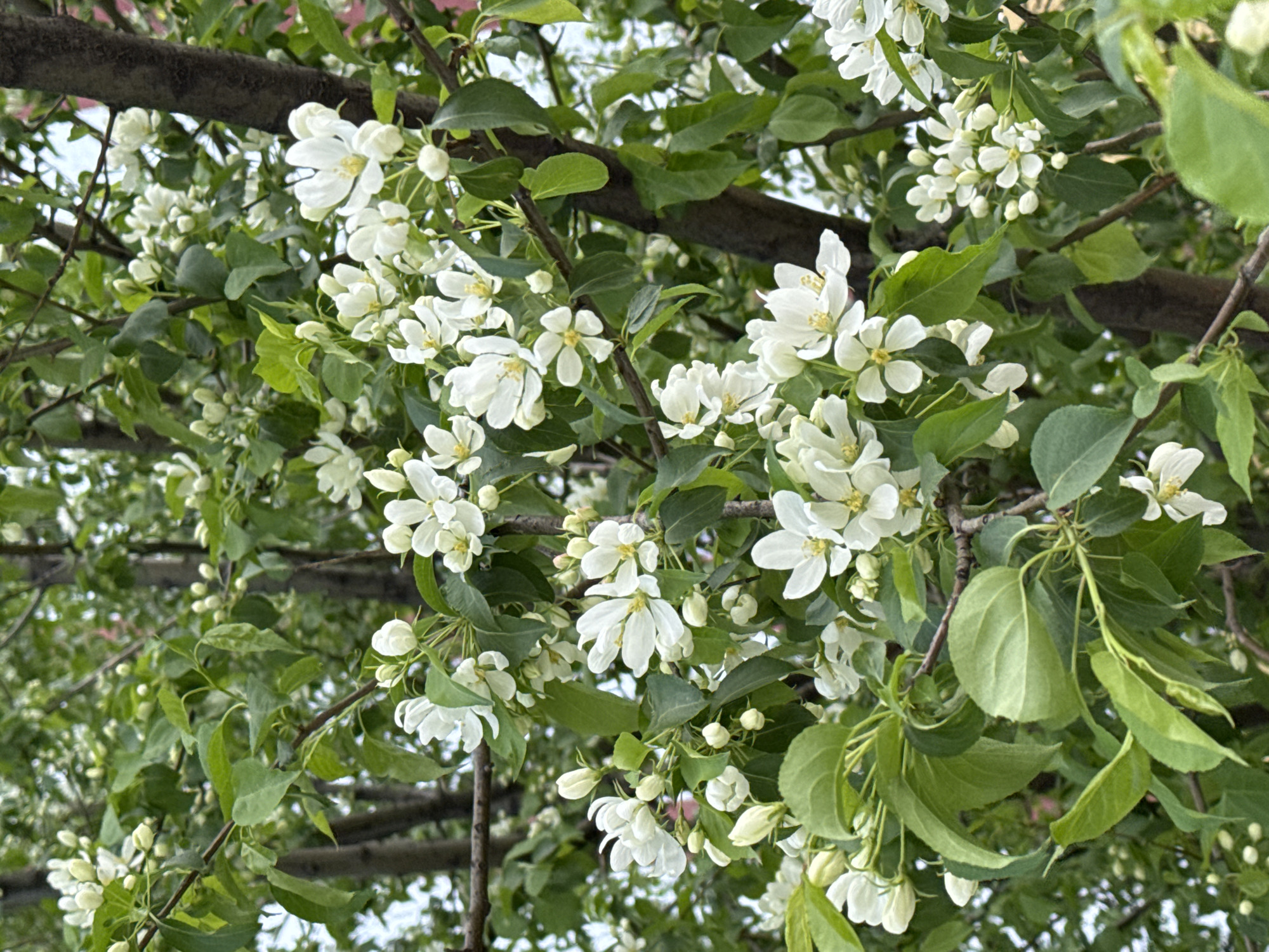 The image shows a close-up of a flowering tree branch. The tree has green leaves and clusters of small white flowers with yellow centers. The branches are brown and appear to be part of a larger tree canopy. The background is slightly out of focus, suggesting a daytime setting with natural light. The specific location in Naberezhnye Chelny, Russia, cannot be determined from the image. There are no people visible in the image.