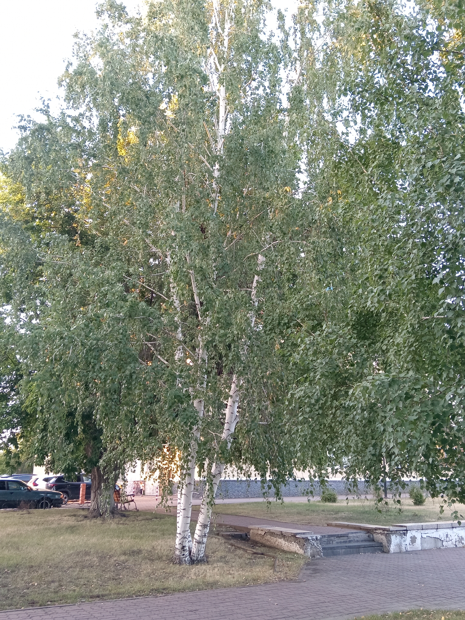 The image captures a daytime scene in the city of Rudny, Kazakhstan, focusing on a patch of urban greenery and infrastructure. A prominent birch tree with its characteristic white bark and abundant green foliage stands center frame, casting dappled shadows on the surrounding dry, yellowish grass. To the left of the birch tree, another, larger tree with darker bark and denser leaves is partially visible.
In the background, a row of parked cars, including a dark-colored sedan and a white SUV, are visible along a paved area. Behind the cars and trees, a low-rise building with a light-colored facade and a stone-like base is present. The building appears to be in a state of some disrepair, with peeling paint on its lower sections.
In the foreground and mid-ground, a paved pathway made of interlocking brick pavers runs horizontally across the image. Adjacent to the pathway, a set of concrete steps leads up to a slightly raised area. This raised area is bordered by low, weathered concrete walls, also showing signs of peeling paint and deterioration. A single metal chair with an orange seat is positioned on the grassed area near the steps, suggesting a place of rest or waiting. The sky above is bright and appears to be overcast or hazy. The overall impression is of a modest urban park or public space undergoing some degree of wear and tear.