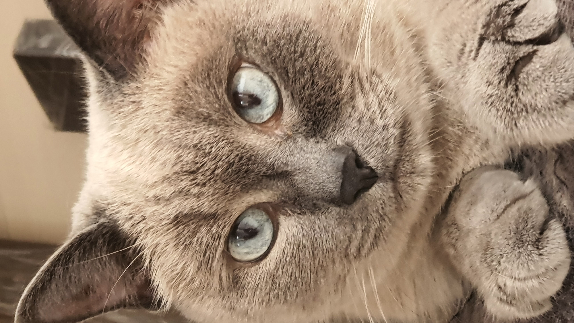 A close-up, eye-level, portrait-oriented, indoor photograph captures a Siamese cat with striking blue eyes and light brown fur with dark tabby markings on its ears and face. The cat is positioned centrally in the frame, looking directly at the viewer. Its paws are visible in the foreground, resting gently. The background is softly blurred, suggesting an indoor setting with muted tones. The image does not contain any identifiable elements that would allow for its location to be specified within Krasnoyarsk, Russia.