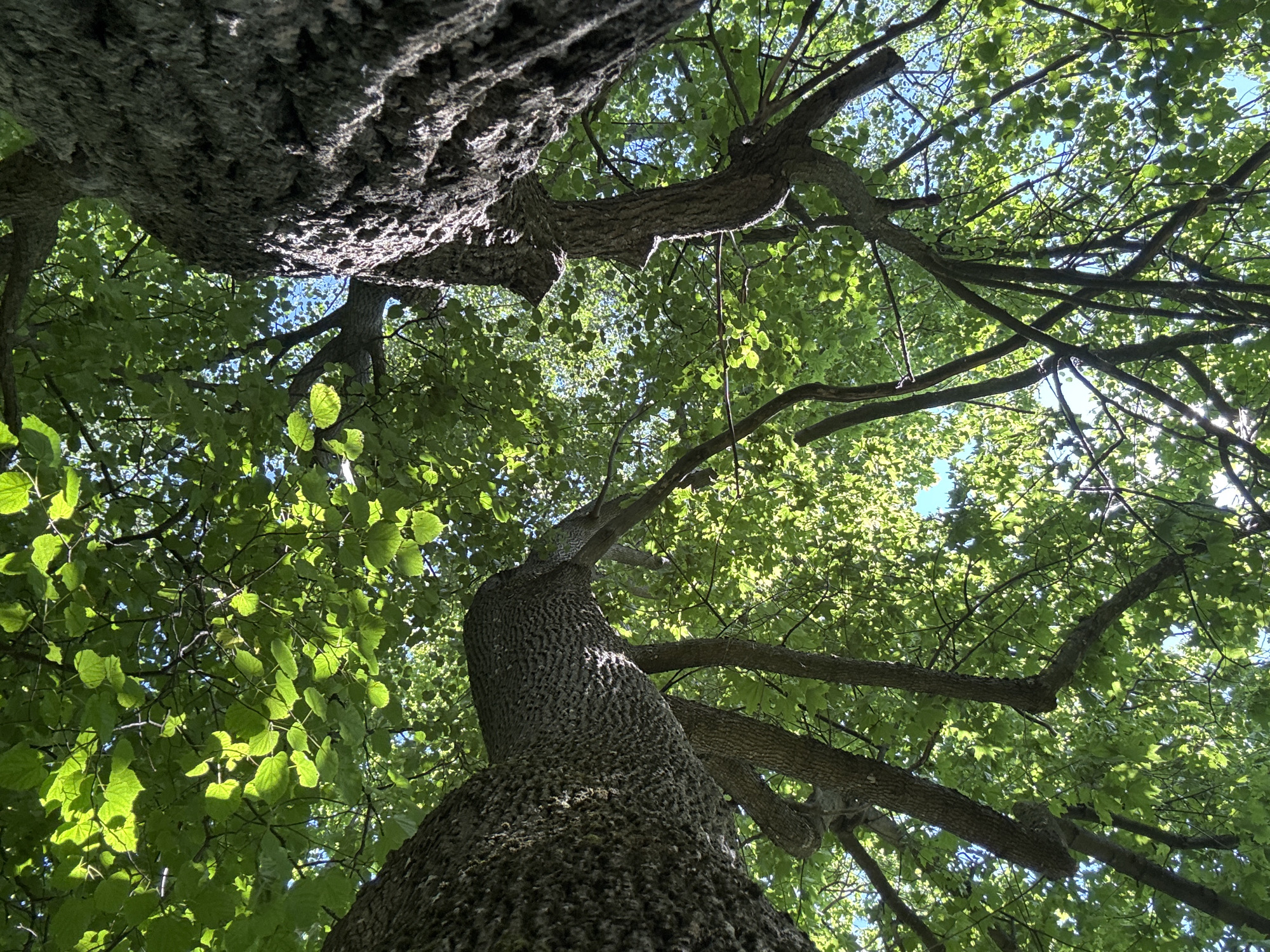 This is a low-angle, wide shot looking up at the canopy of trees in Minsk, Belarus, on a sunny day. Two large tree trunks, covered in rough, textured bark, dominate the foreground and mid-ground. The trunks and branches are partially obscured by a dense canopy of vibrant green leaves, backlit by the sun, creating a dappled light effect. Patches of bright blue sky are visible through the leaves. The image captures the natural beauty of a forest or park setting within the city.