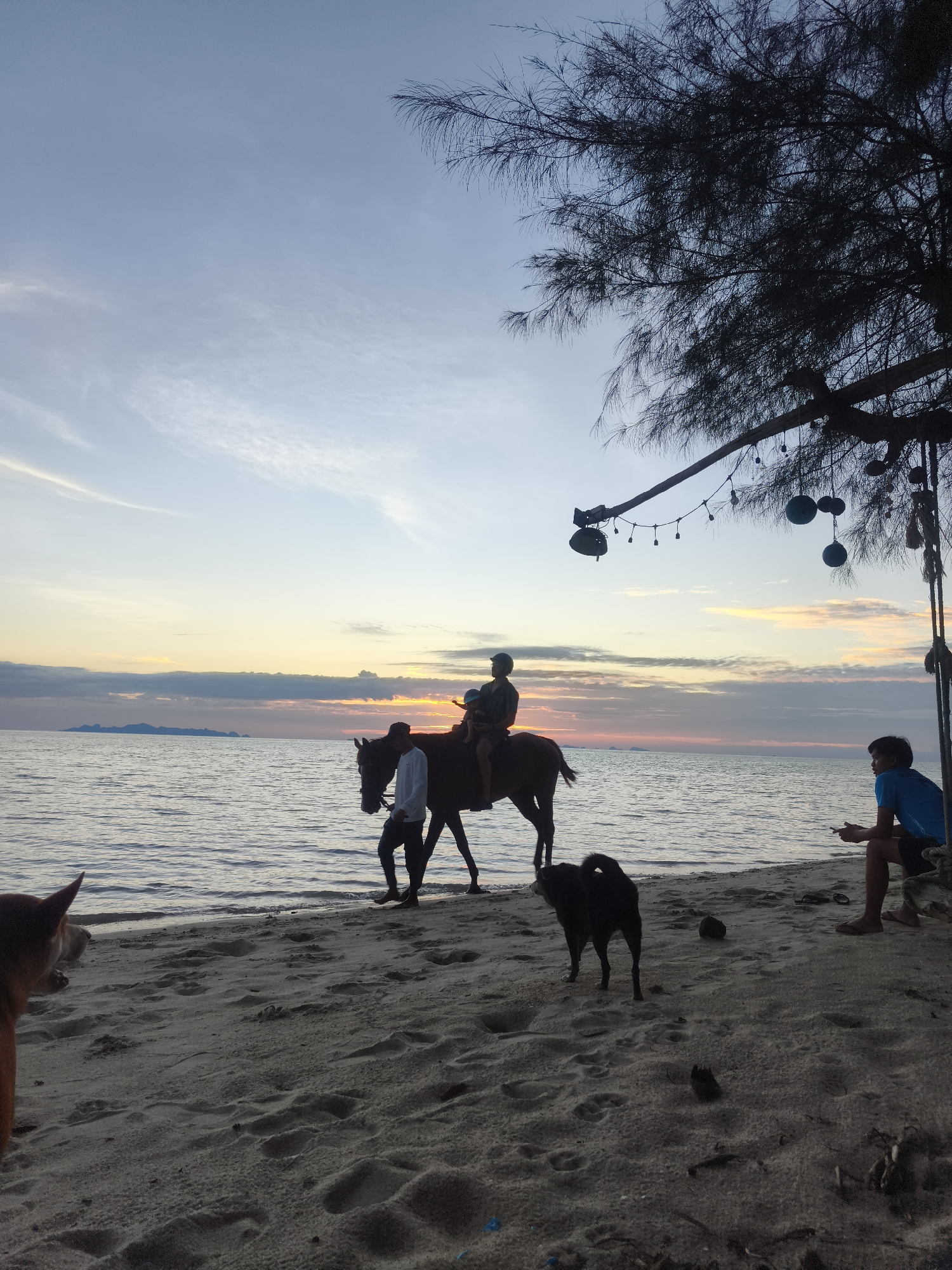 At dusk on the sandy beach of Baan Lipa Noi, Thailand, a horse is being led along the water's edge by a person in a white shirt and dark pants. A rider wearing a blue shirt and a cap sits atop the horse, with a small child also on the horse. Two dogs are present on the beach; one is dark-colored and standing, while another, a lighter brown, is partially visible in the foreground. A person in a blue t-shirt is seated on the beach, looking towards the water and holding a smartphone. The sky displays a gradient of colors from blue to orange and yellow as the sun sets over the ocean, with distant islands visible on the horizon. A tree with hanging lights and decorative spheres extends over the scene from the right side. The sand is textured with footprints and scattered debris.