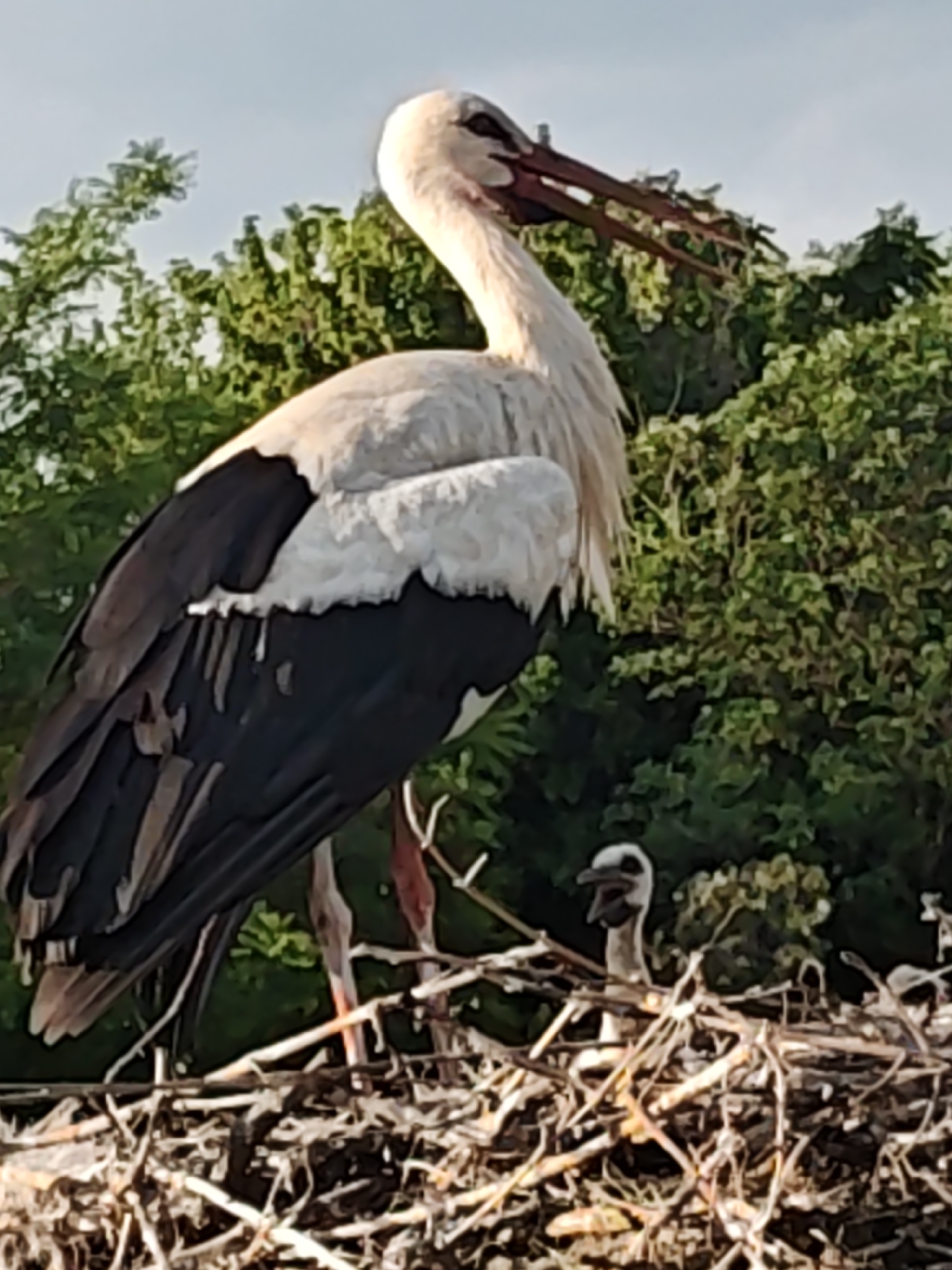 An eye-level, full outdoor shot depicts a large stork perched atop a large, untidy nest constructed from sticks and twigs. Another, smaller stork chick is visible in the nest, with its beak open. The adult stork has black wings, white plumage on its neck and chest, and pinkish legs. The nest is set against a backdrop of green foliage, and a muted sky can be seen above the trees. The photograph was taken in Kulata, Bulgaria.