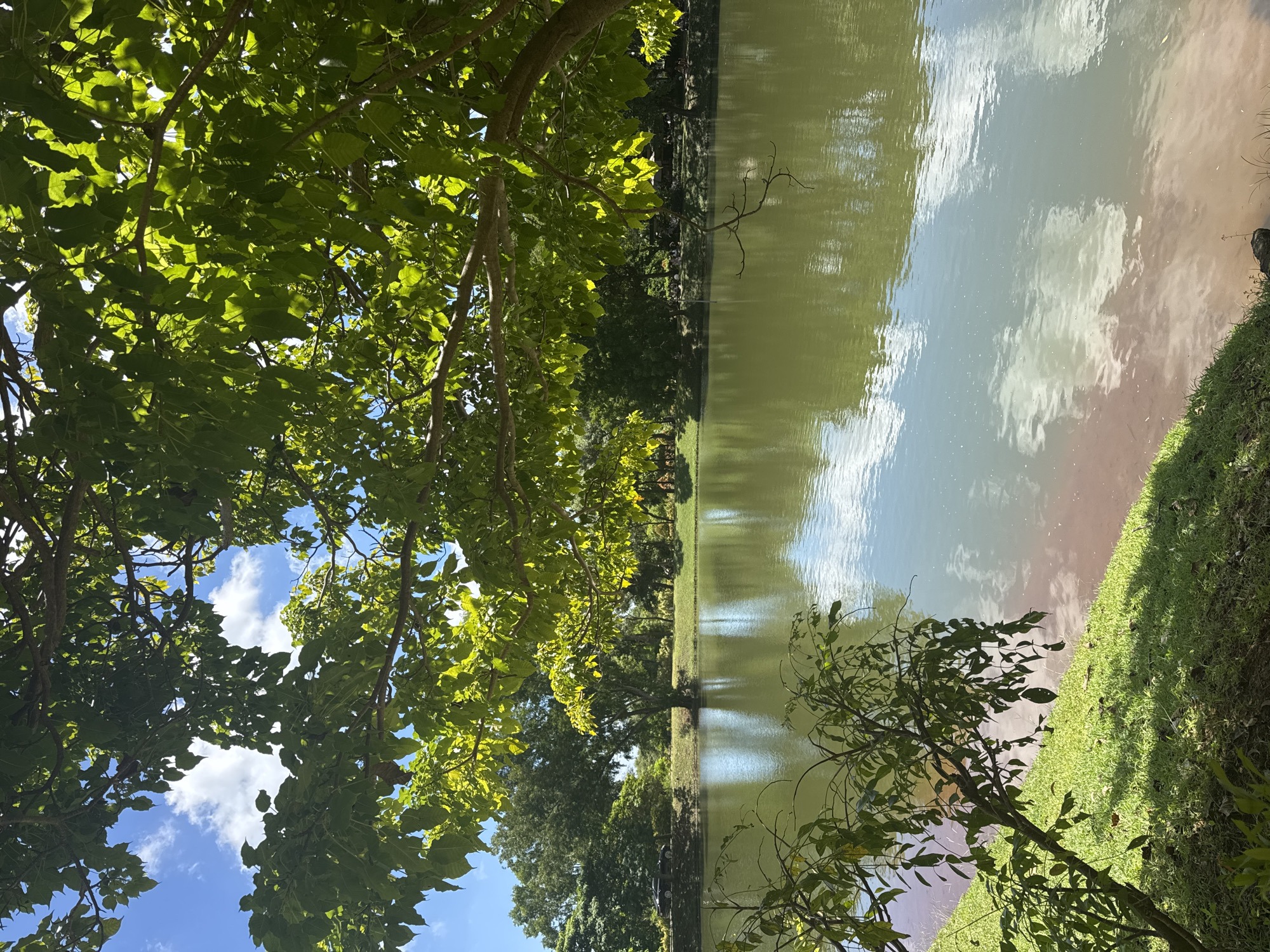 The image displays a serene outdoor landscape, viewed from beneath the lush canopy of a large tree. Bright green leaves, illuminated by sunlight filtering through them, dominate the foreground and upper left portion of the frame. Patches of clear blue sky with fluffy white clouds are visible through the gaps in the foliage.
A calm body of water, appearing as a lake or large pond, extends across the midground. Its surface reflects the sky above, showcasing distorted but clear reflections of the blue sky and white clouds. The water itself exhibits a greenish-brown tint. On the opposite bank, a strip of vibrant green grass is visible, lined with distant trees and further foliage. A smaller tree or shrub with green leaves is also present in the lower right foreground.
The scene captures a peaceful, sunlit day with a partly cloudy sky. There are no people or specific activities taking place, emphasizing the natural tranquility of the environment. The image evokes a sense of calm and natural beauty. No visible text is present.