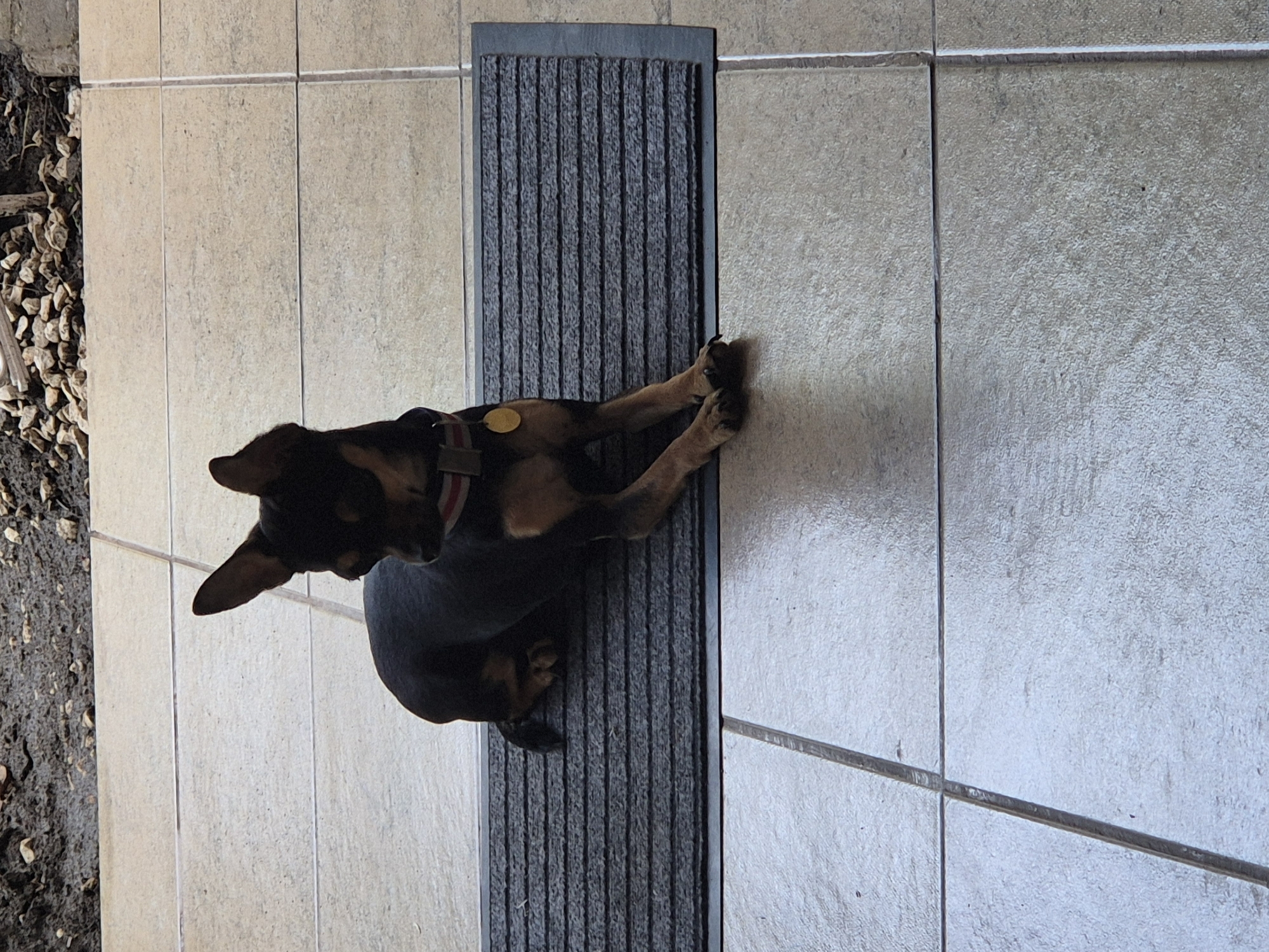 A small, black and tan dog with large ears is lying on a dark gray welcome mat. The dog is wearing a red and white striped collar with a gold circular tag. The welcome mat is positioned on a tiled patio, with large, beige tiles. The background shows a strip of dirt and small rocks. The overall impression is of a domestic setting, possibly an entryway or patio. The image is taken from a slightly elevated angle.