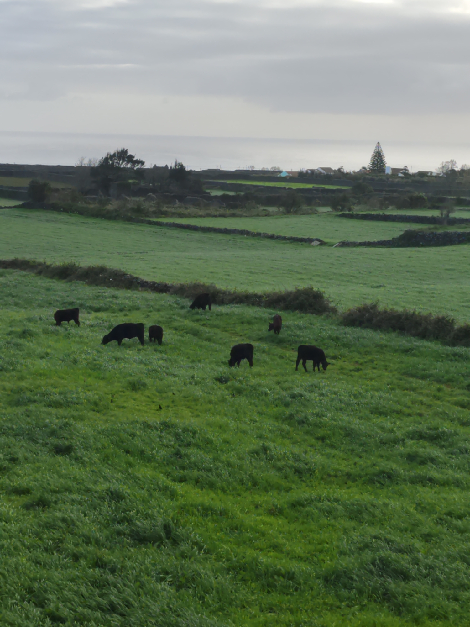 The image shows a lush green field in Ribeira Grande, Portugal. Seven cows are grazing in the field. In the background, there are stone walls separating sections of the field, and a few houses are visible in the distance near the horizon. The sky is overcast.