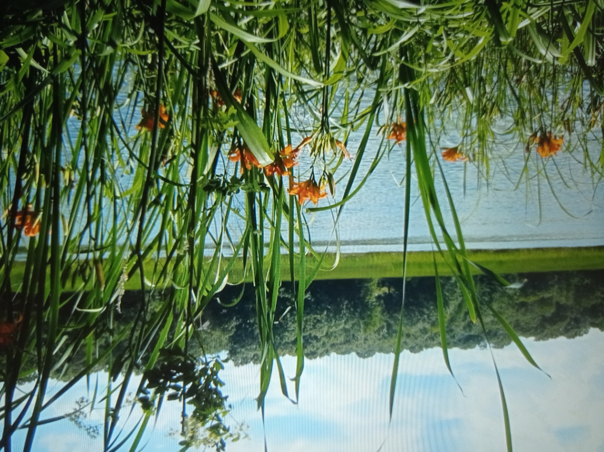 The image depicts a lush, green landscape with a body of water in the background, likely a lake or river. Tall reeds and grasses dominate the foreground, with several vibrant orange flowers interspersed among them. Beyond the water, a dense forest of green trees forms the backdrop, under a partly cloudy sky. The scene appears to be a natural setting, possibly a park or a natural reserve. There are no people or specific landmarks visible that would indicate a precise location within the city of Mukachevo, Ukraine. The overall impression is one of natural beauty and tranquility.