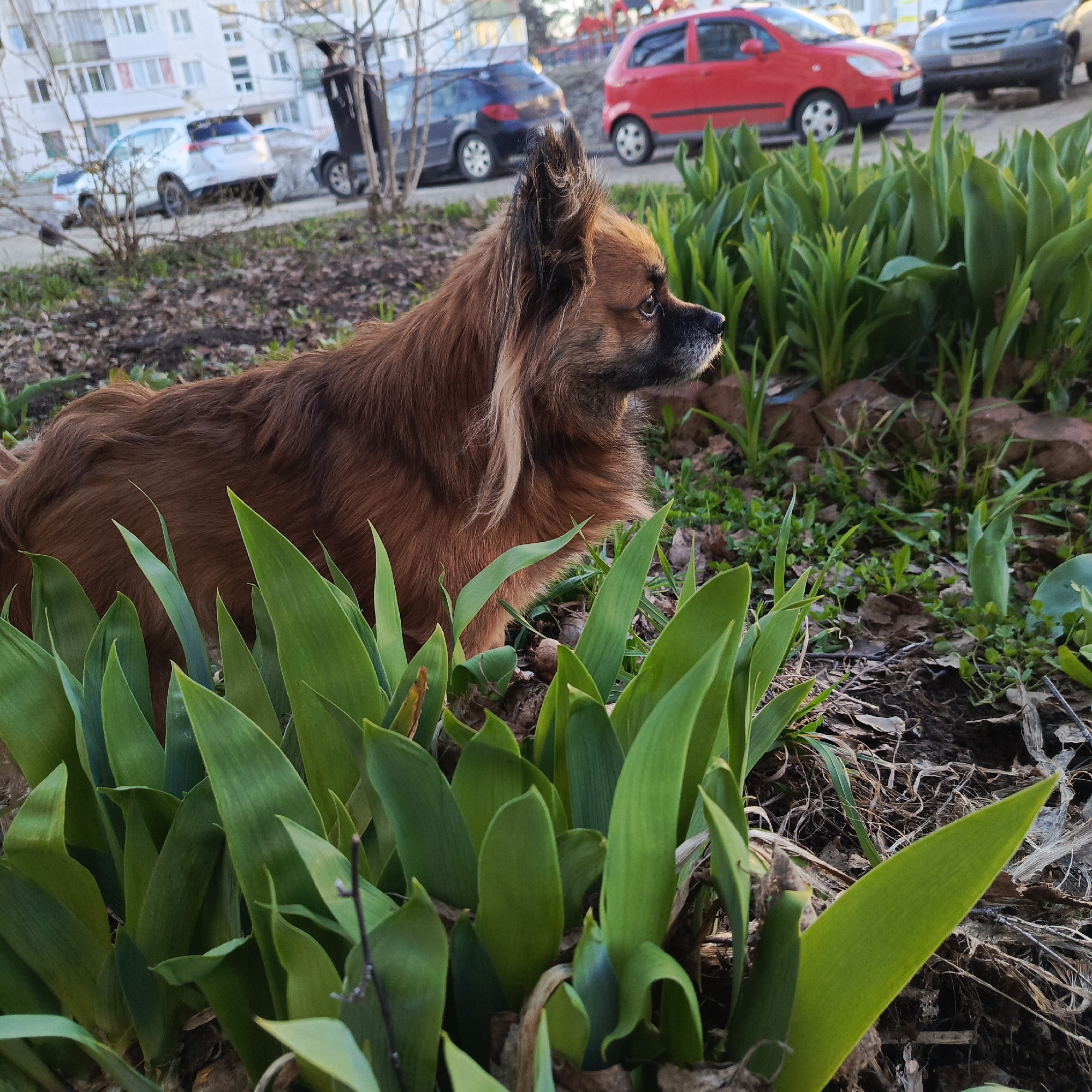A medium-sized, long-haired brown dog with a graying muzzle stands amidst a patch of green, leafy plants, likely tulips, in an urban environment. The dog faces to the right of the frame.
In the background, several parked cars are visible, including a red hatchback. Behind the cars, a multi-story residential building is partially visible, suggesting the location is likely a residential area. The image was taken in the city of Chaikovsky, Russia.