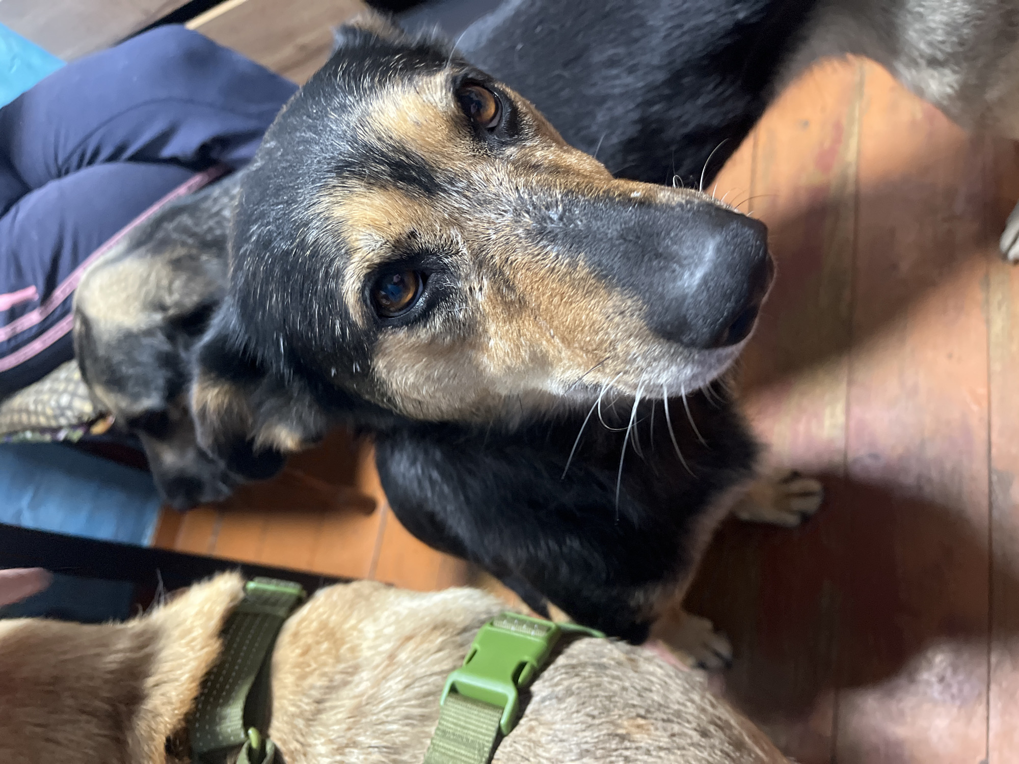 A close-up, eye-level shot captures the faces of three dogs. The dog in the foreground, a black and tan mixed breed, gazes directly into the camera with amber eyes and a black nose. Its fur is short, with white whiskers. To its left, a tan dog wearing a green collar is partially visible, its head turned away. In the background, another dog, a German Shepherd mix with black and tan markings, is also out of focus. The dogs are on a wooden floor, and a person's legs, clad in dark blue sweatpants with pink stripes, are visible in the upper right corner of the frame. The environment appears to be indoors, possibly a home. There are no specific landmarks or identifying features to pinpoint a location within Nizhny Tagil, Russia.