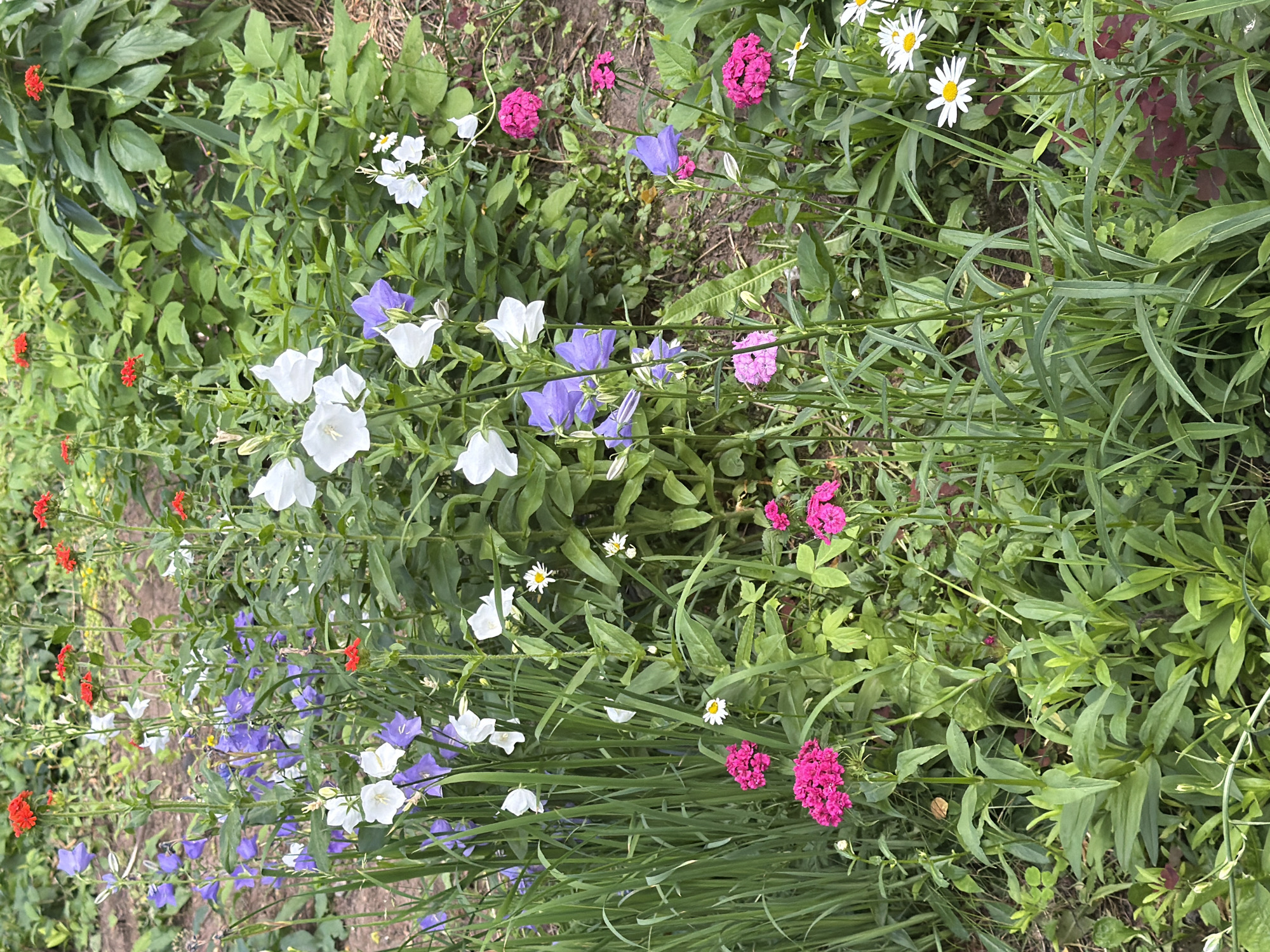 The image shows a close-up view of a flower bed filled with a variety of blooming flowers and greenery. Prominent are clusters of bright pink, bell-shaped flowers, possibly Dianthus, and tall stems of purple bellflowers (Campanula). Interspersed are white bellflowers and some small white daisies. Red clusters of flowers, likely Lychnis, are also visible. The background consists of lush green foliage and some dry ground or mulch. The scene depicts a naturalistic garden setting, likely a private garden or park within the city of Chaikovsky, Russia, given the context provided. There are no people or animals present in the image. The overall impression is one of a vibrant and flourishing garden.