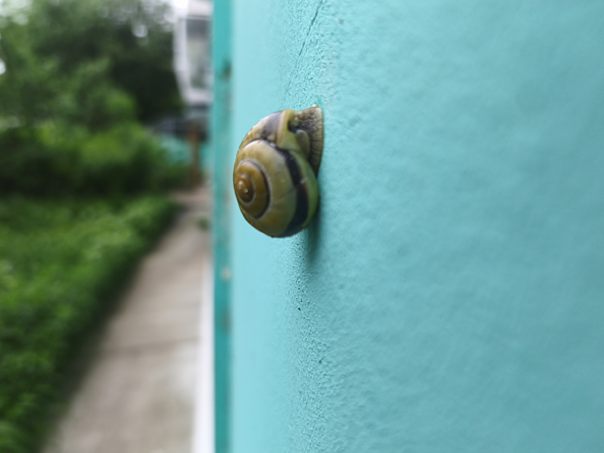 A snail clings to a turquoise wall. The snail's shell is tan with a dark brown spiral pattern. The wall appears to be part of a building. In the blurred background, there is green foliage and a grey path. The location is implied to be Chaikovsky, Russia.
